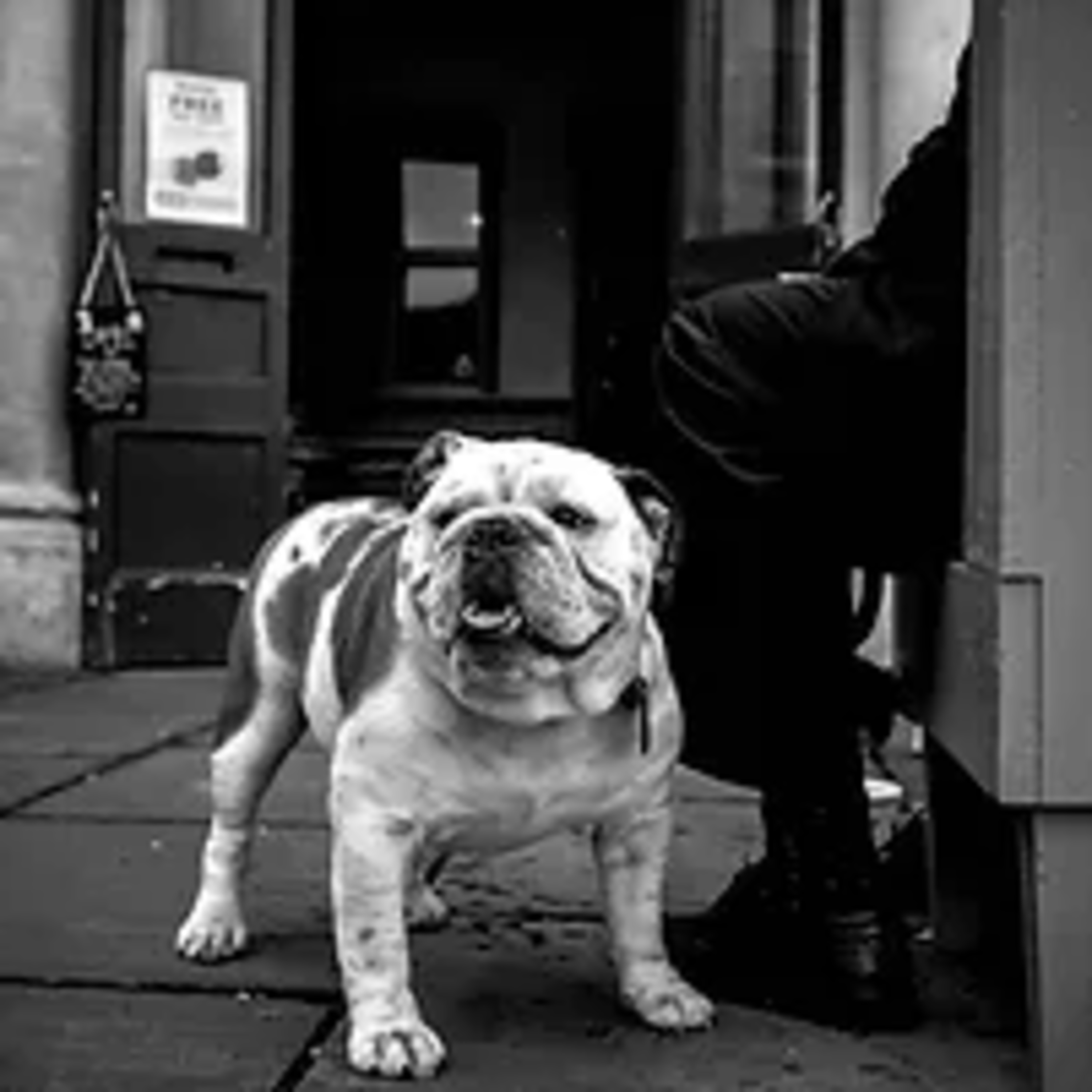 Discospondylitis and congenital vertebral body malformations in English and French bulldogs episode artwork