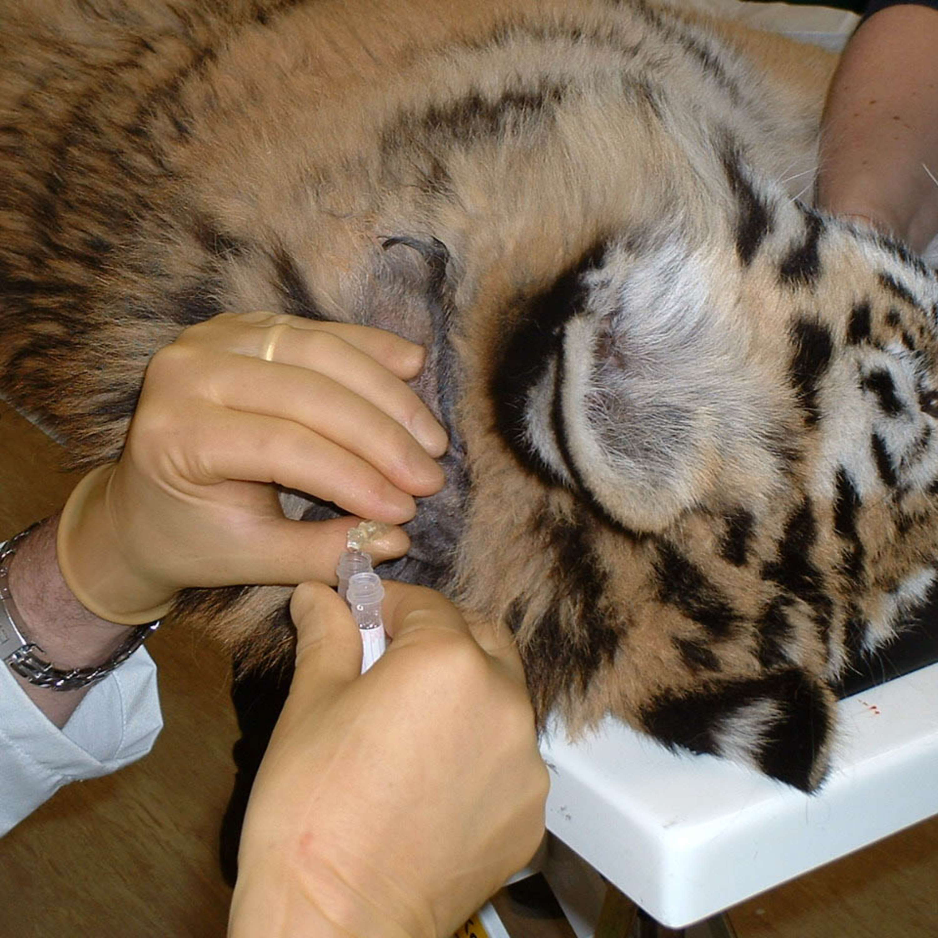 CSF Collection Complication in Dogs - Clinical and MRI Characteristics episode artwork