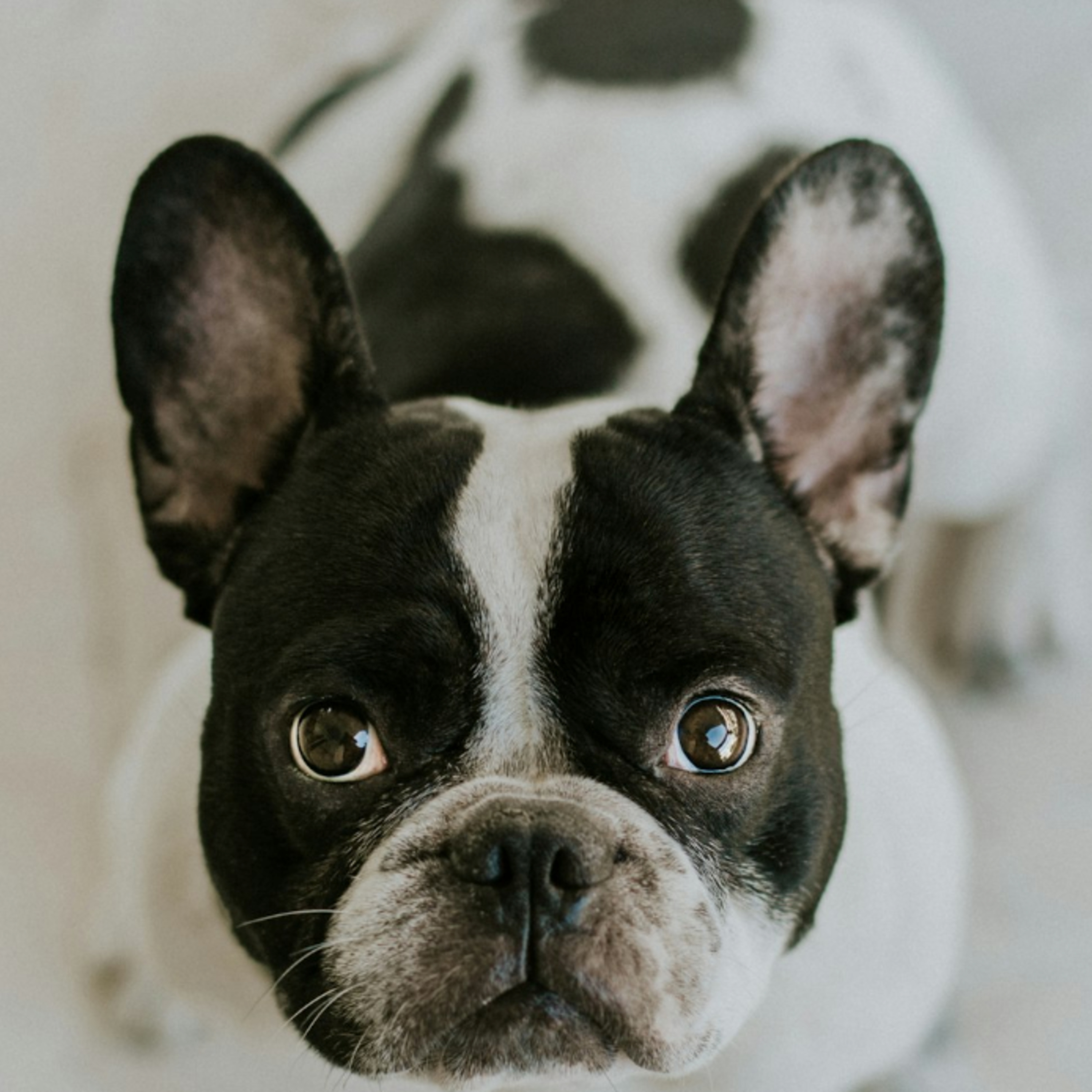 Anesthesia of the brachycephalic patient for MRI episode artwork