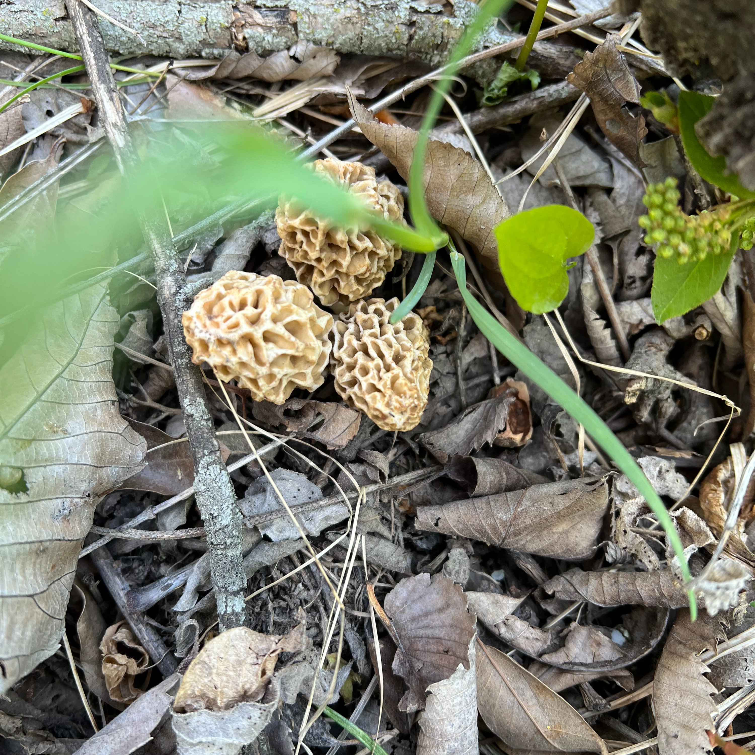 Timber Walkin' and Mushroom Huntin'