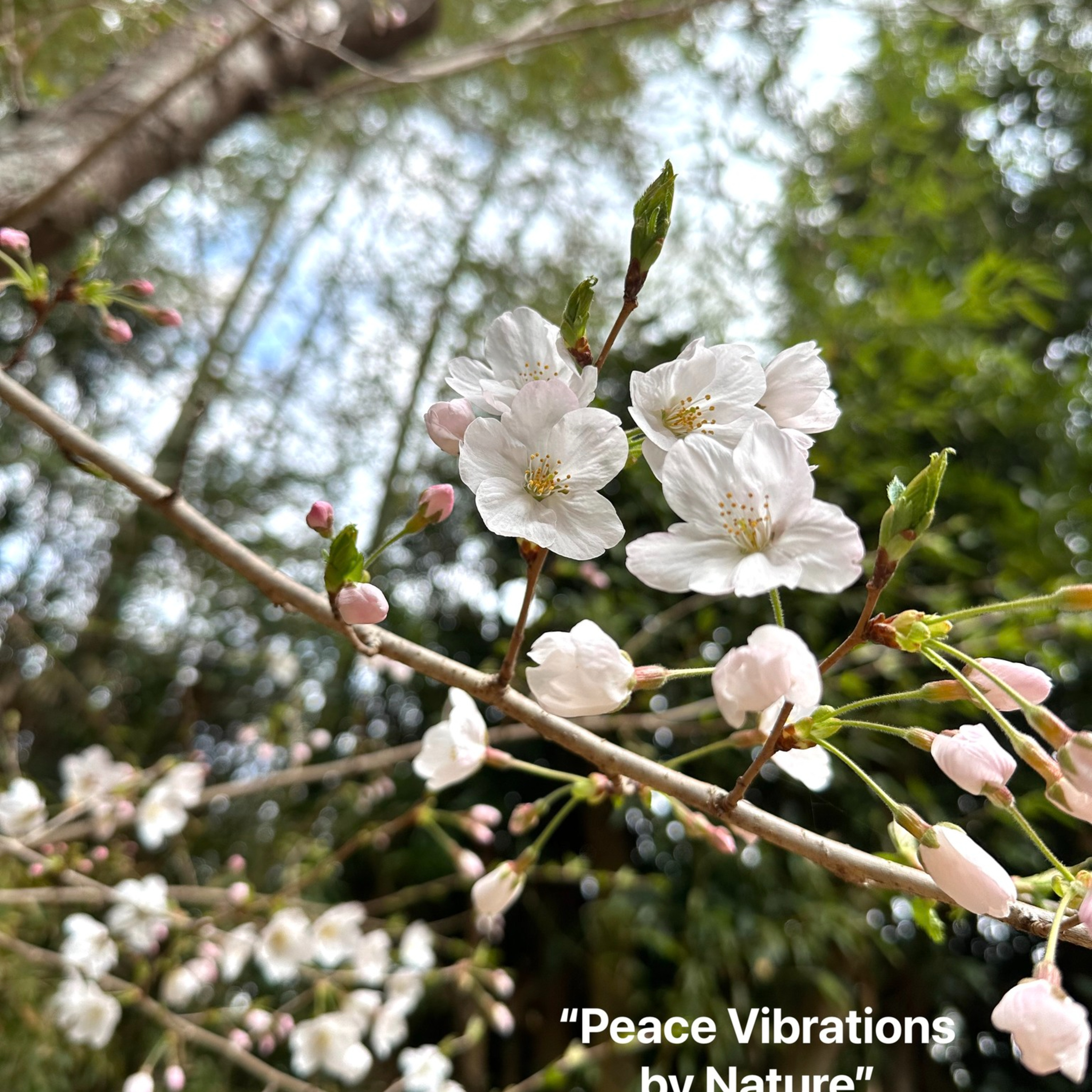 2024年4月6日 Peace Vibration by Yasushi Yamaguchi episode artwork
