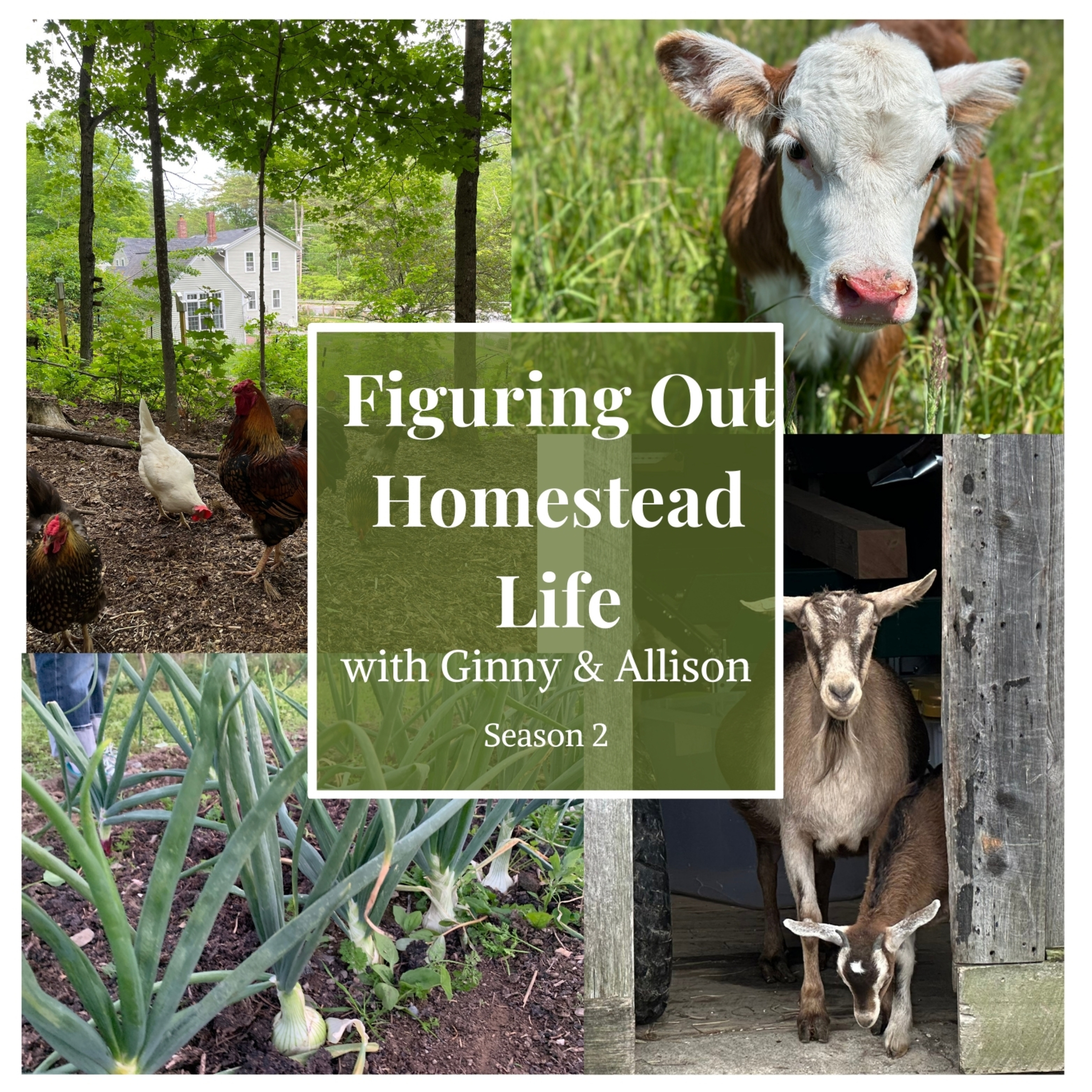Homestead In Alaska? 