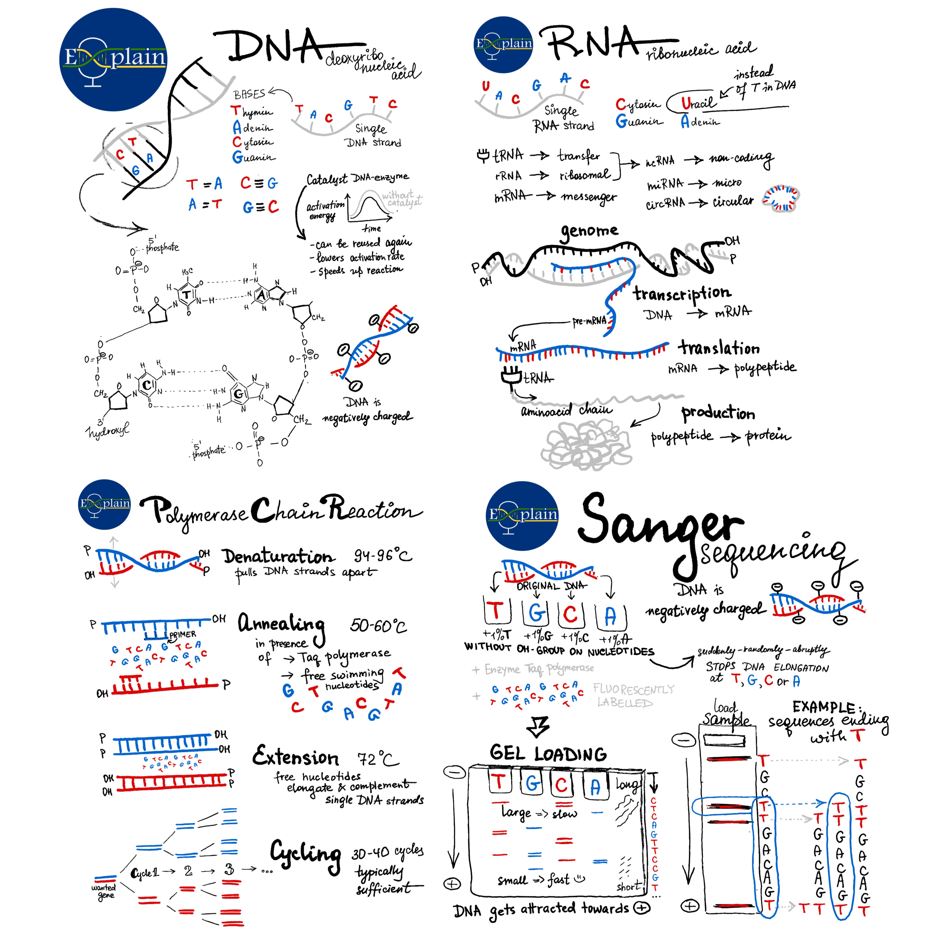 E1: Basics - from DNA to Sanger sequencing