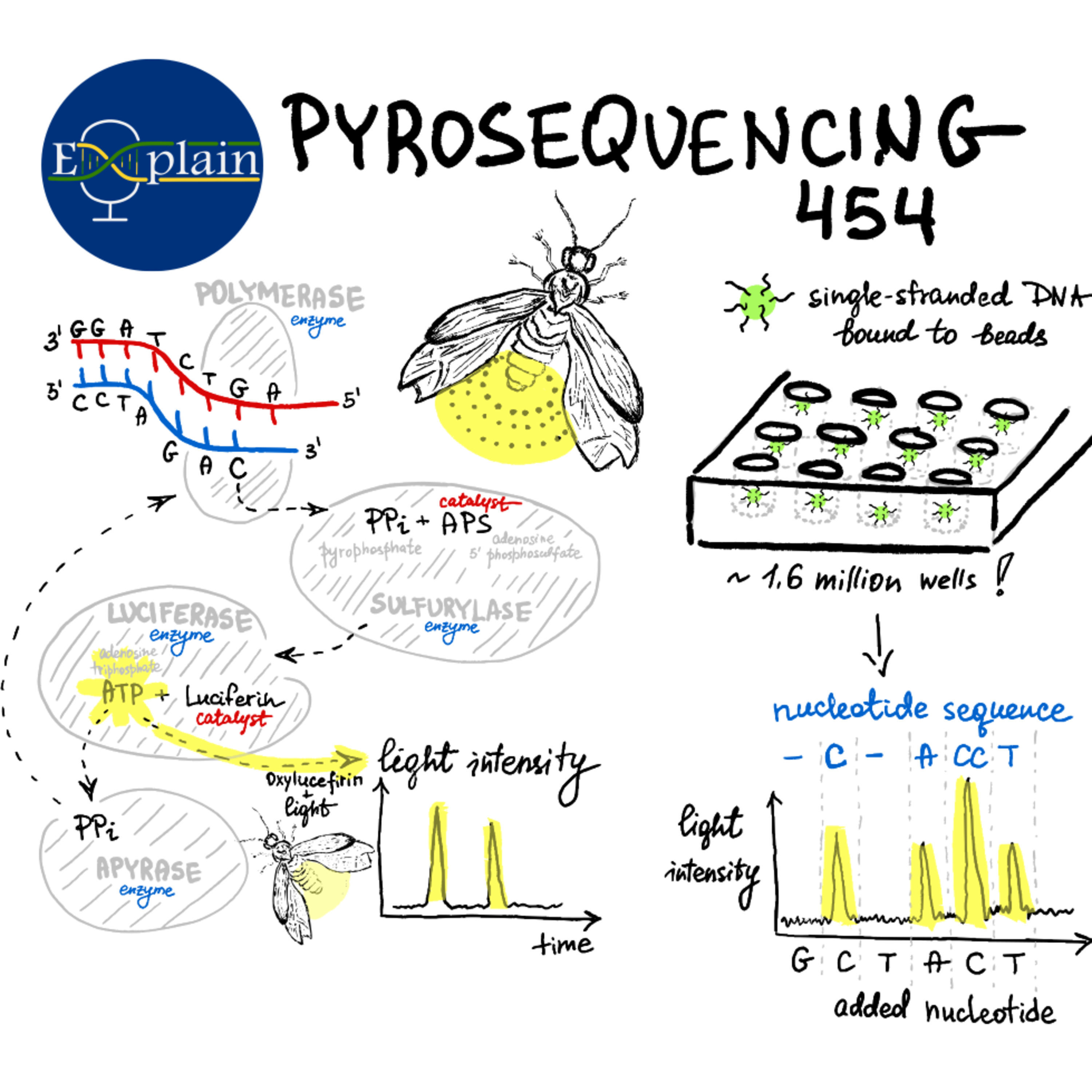 E2: Pyrosequencing