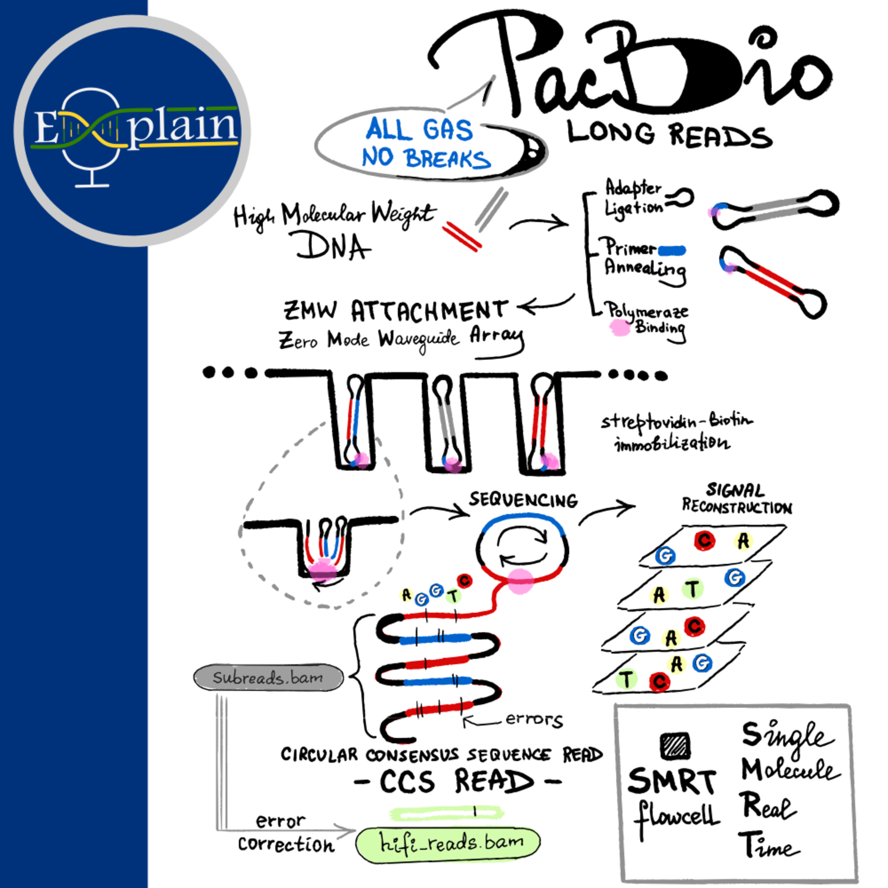 E7: PacBio