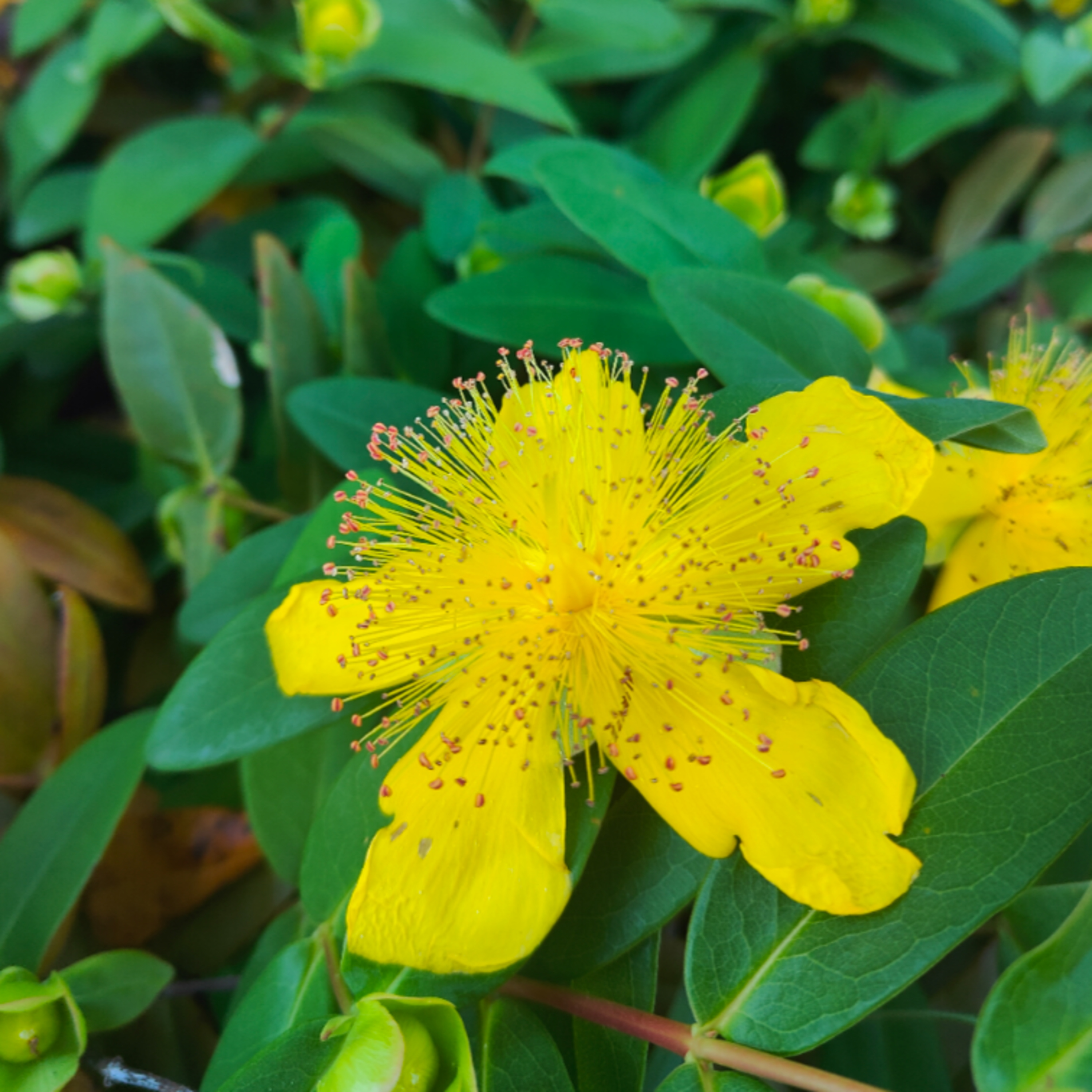 Who's in Bloom - St. John's Wort episode artwork