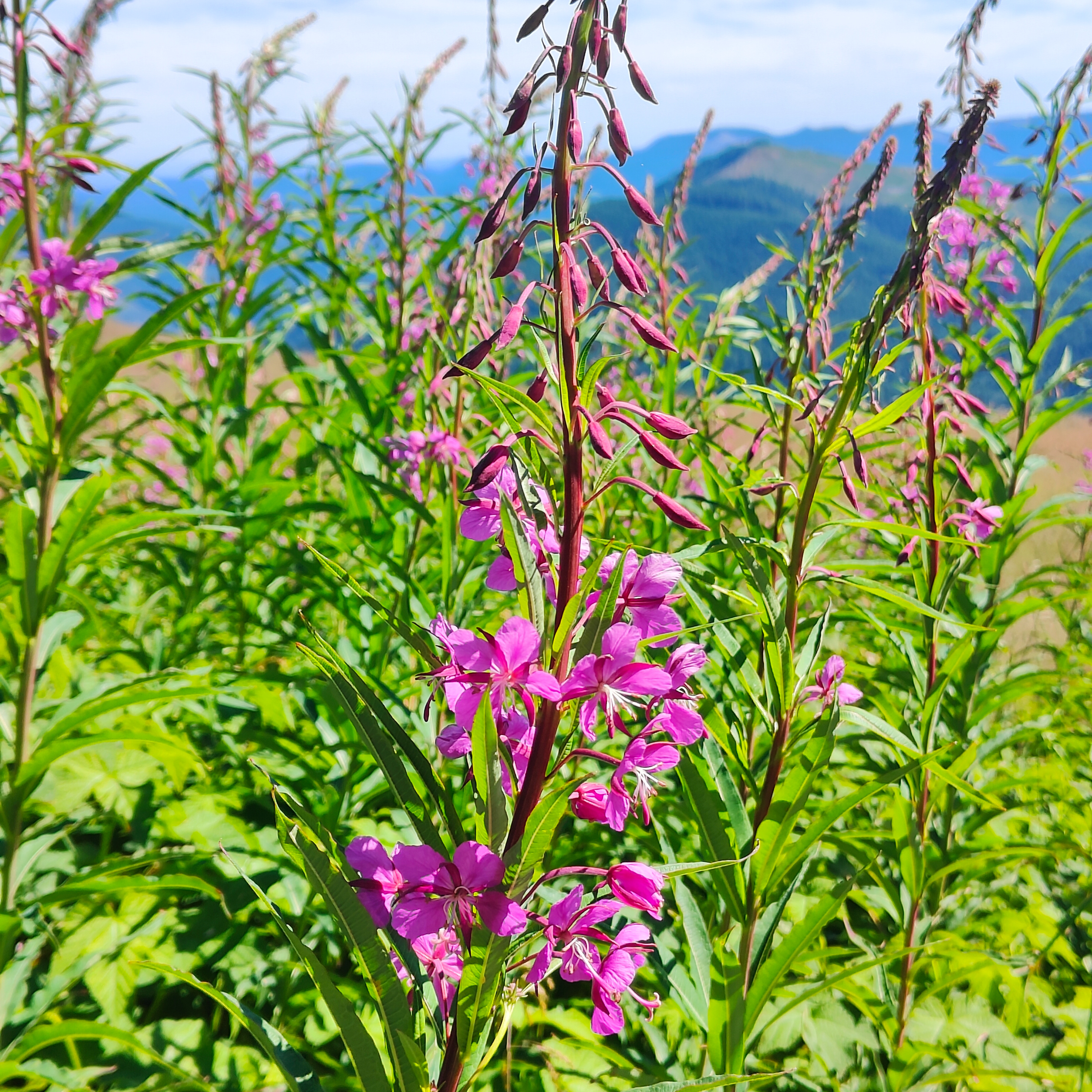 Who's in Bloom Lughnasadh edition- Fireweed episode artwork