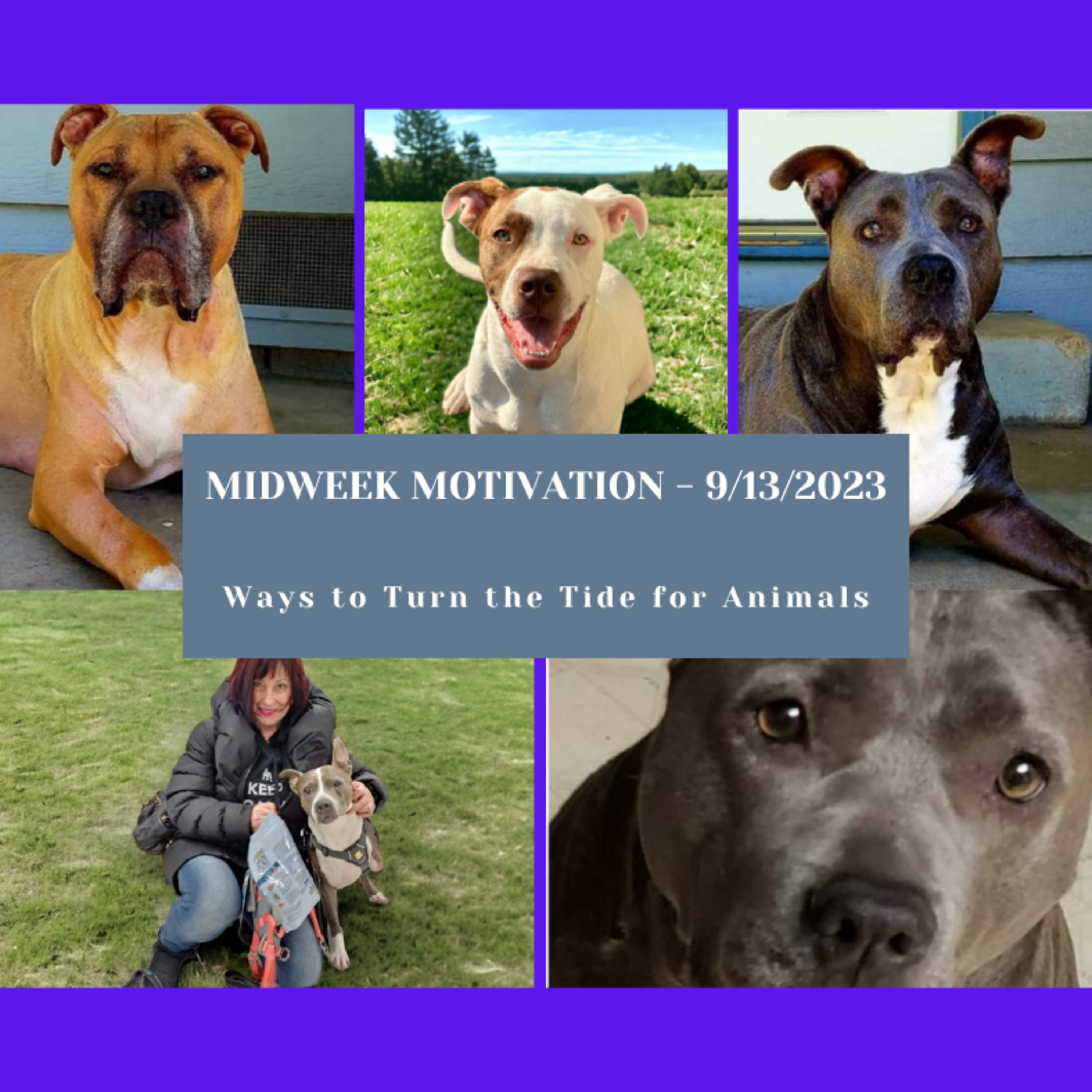 Midweek Motivation - Ways to Turn the Tide for Animals episode artwork
