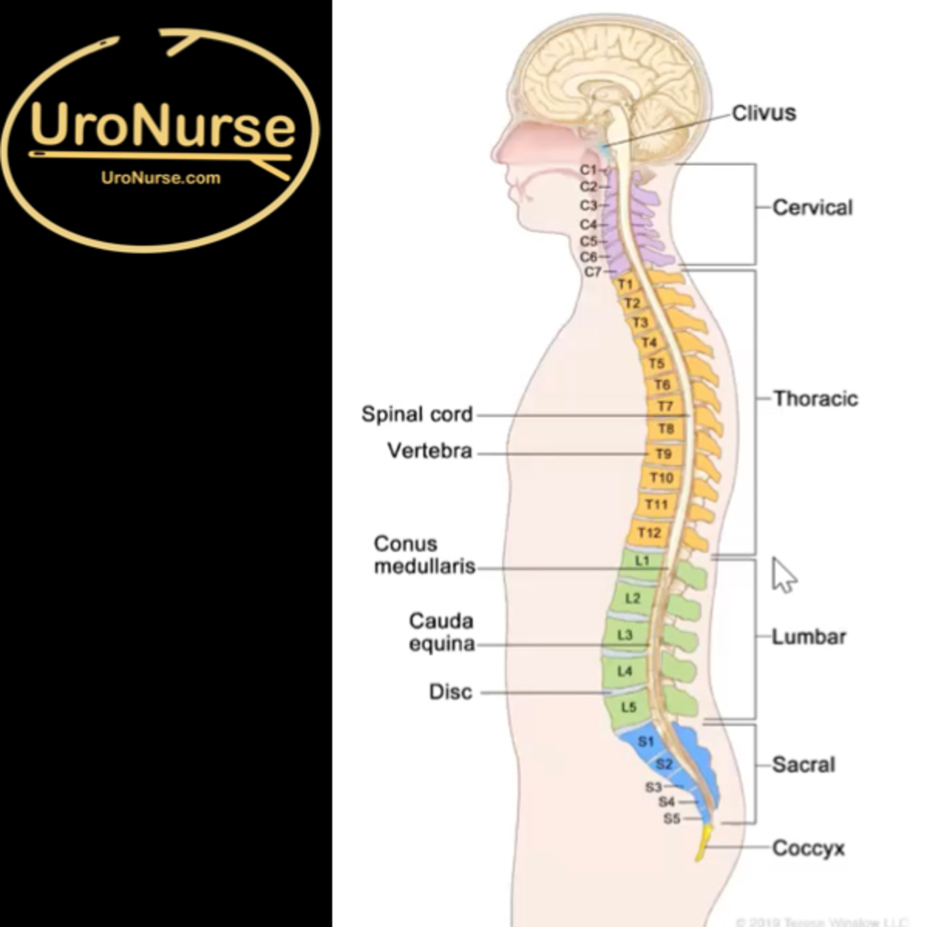 Episode 17: Autonomic Dysreflexia