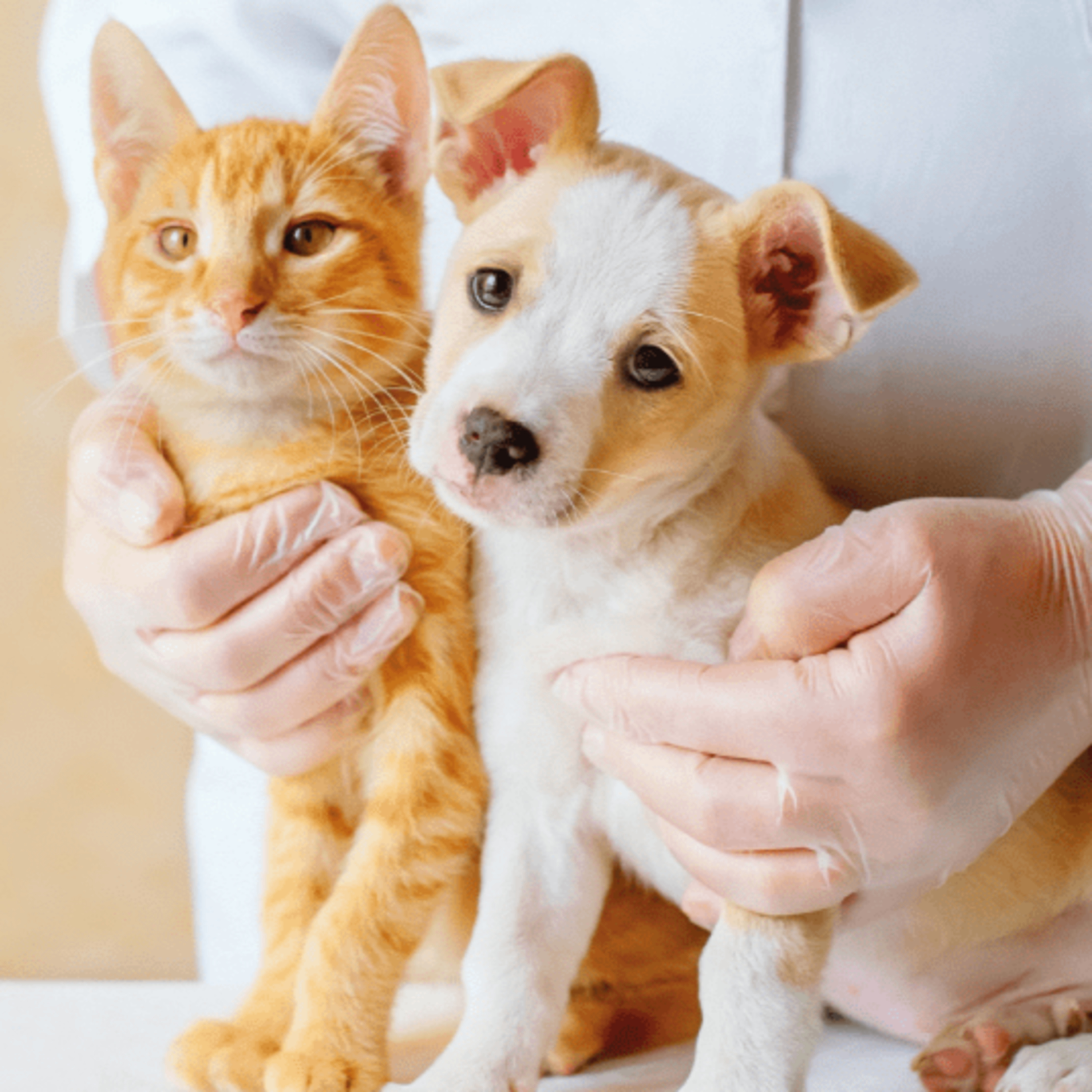 Doença renal crônica em cães e gatos episode artwork