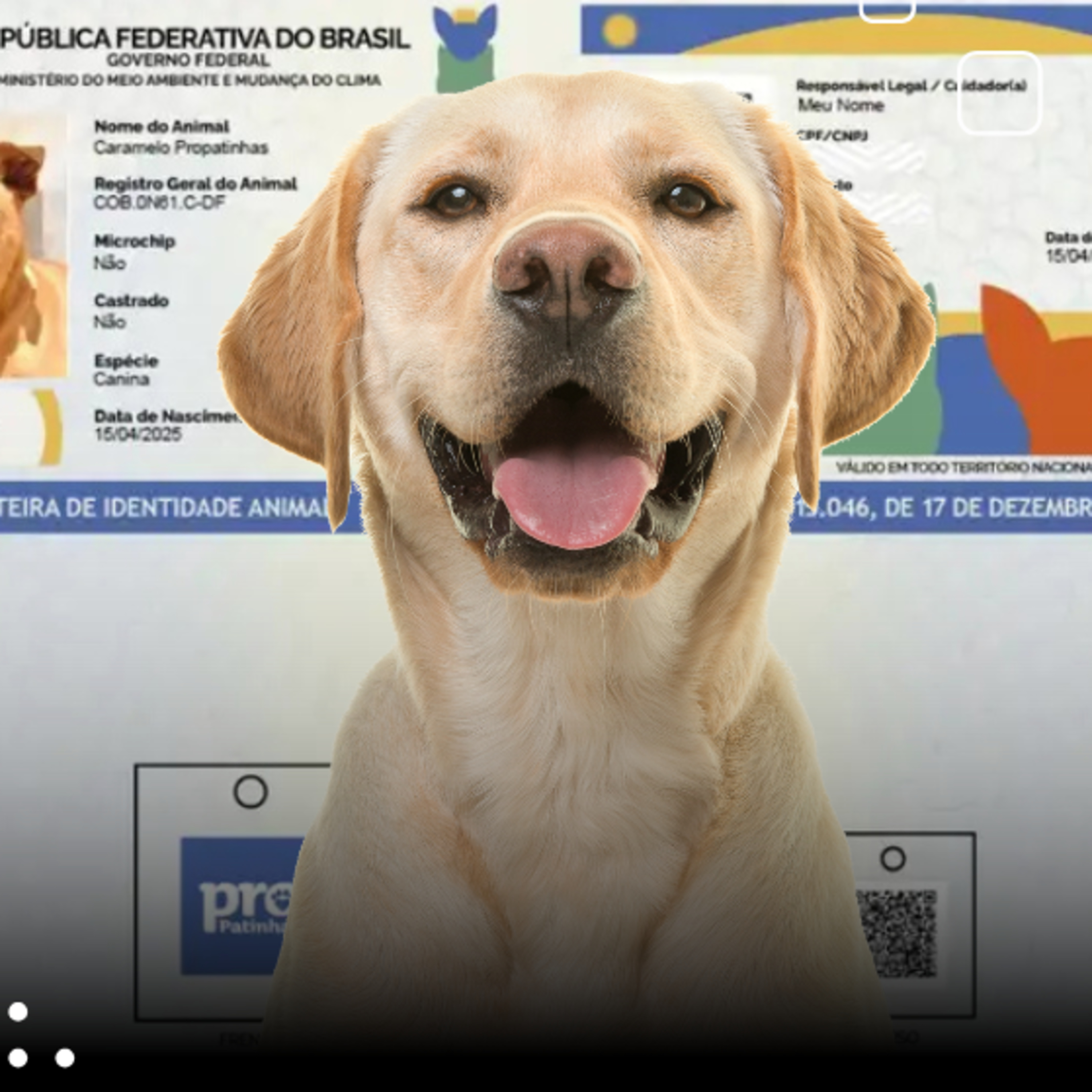 Pet com RG? Mais de 620 mil animais já estão no SinPatinhas episode artwork