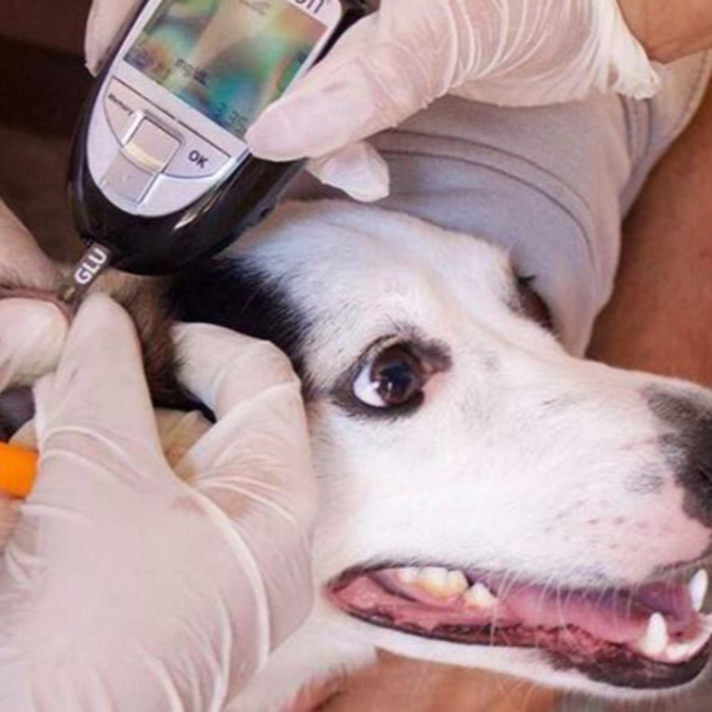 Diabetes em cães e gatos: O que todo tutor precisa saber episode artwork