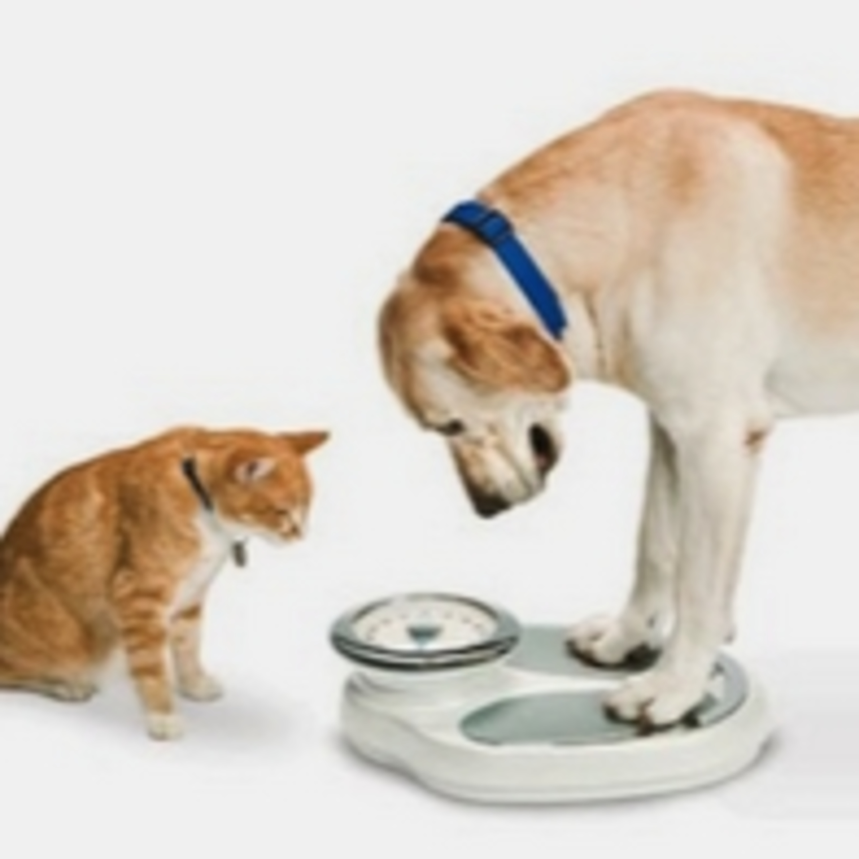 Papo Sobre Pets – Pesquisa aponta que 60% dos cães e gatos estão obesos no mundo episode artwork