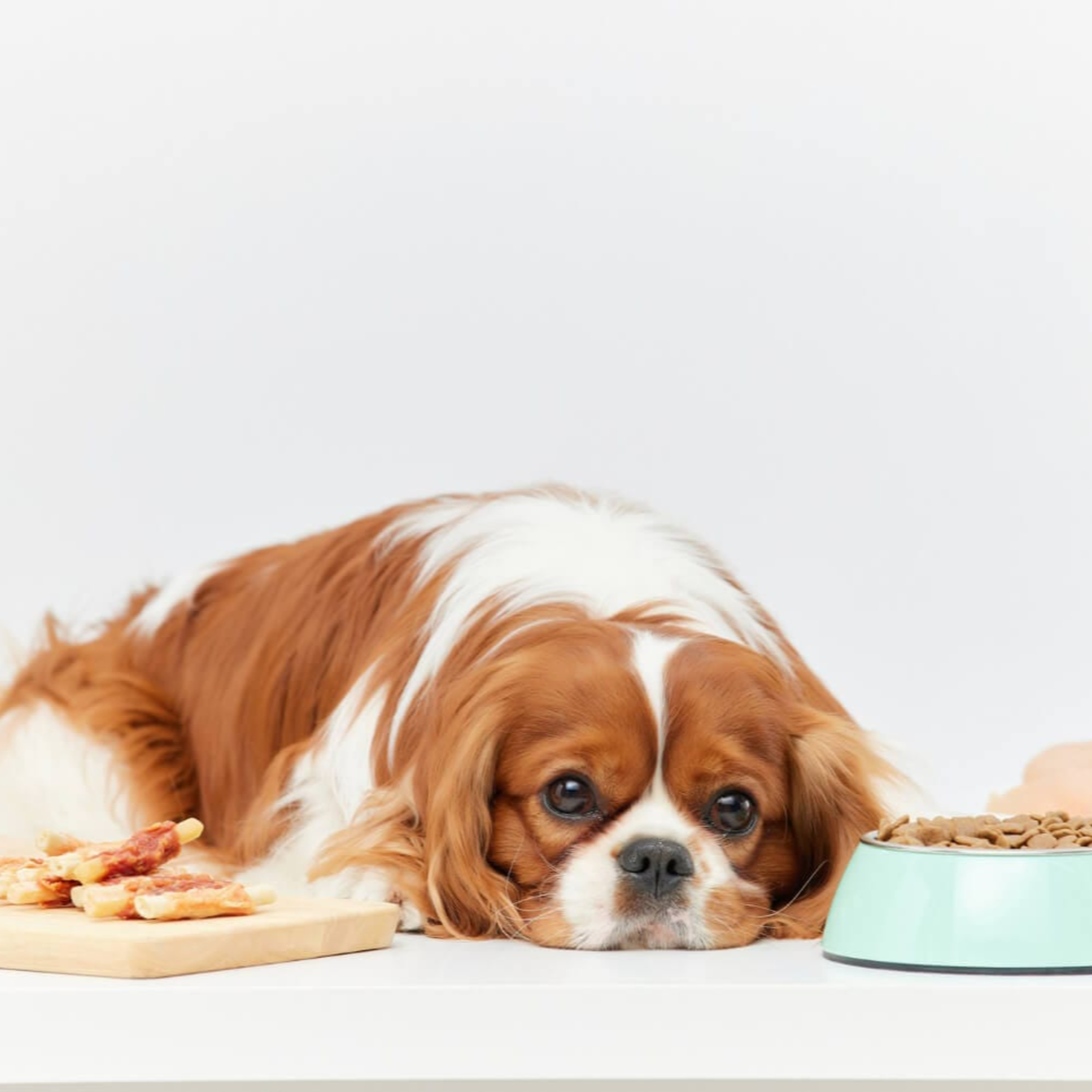 Papo Sobre Pets - Você sabia que pets também podem ter alergia alimentar? episode artwork