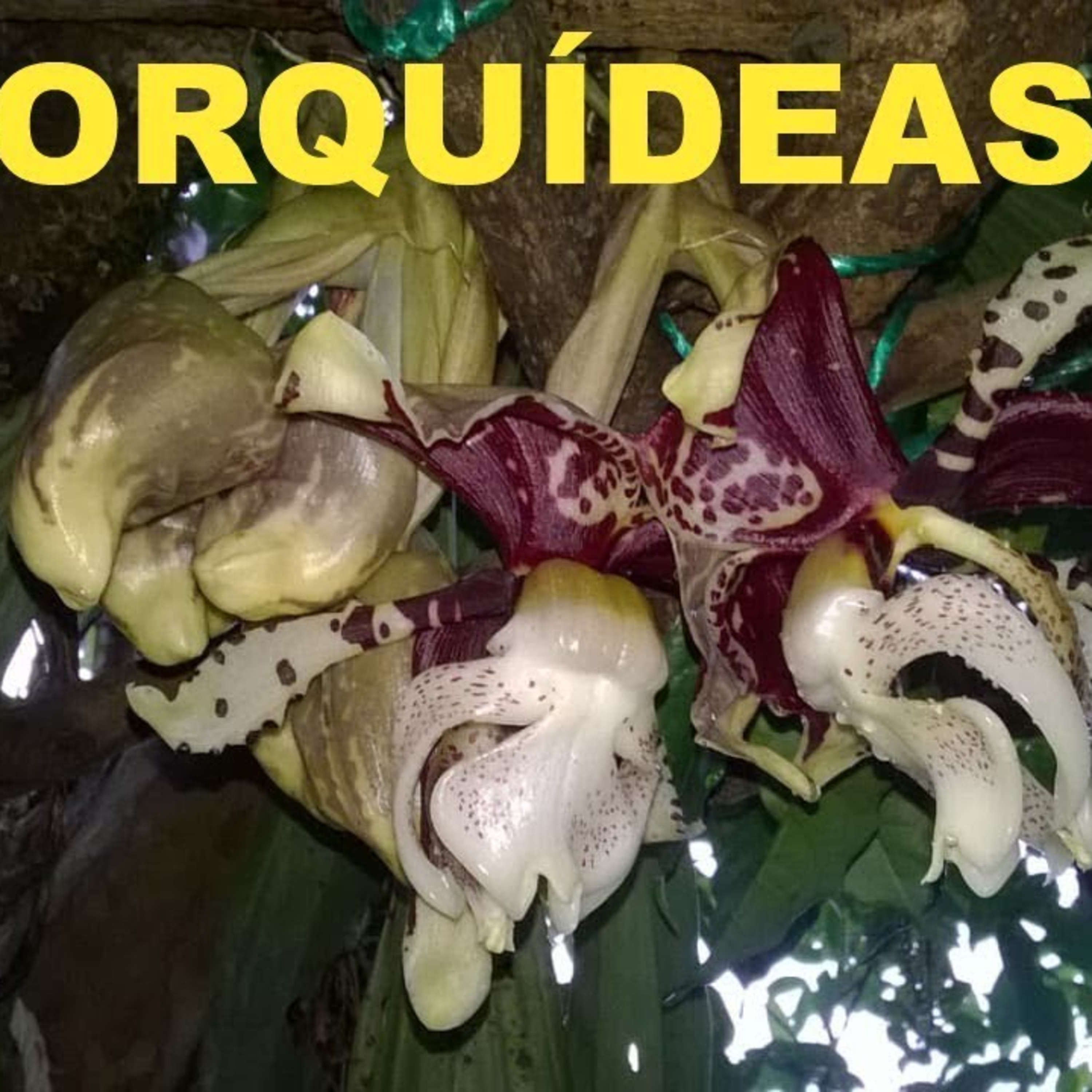 Diversidad de Orquídeas en Oaxaca, México