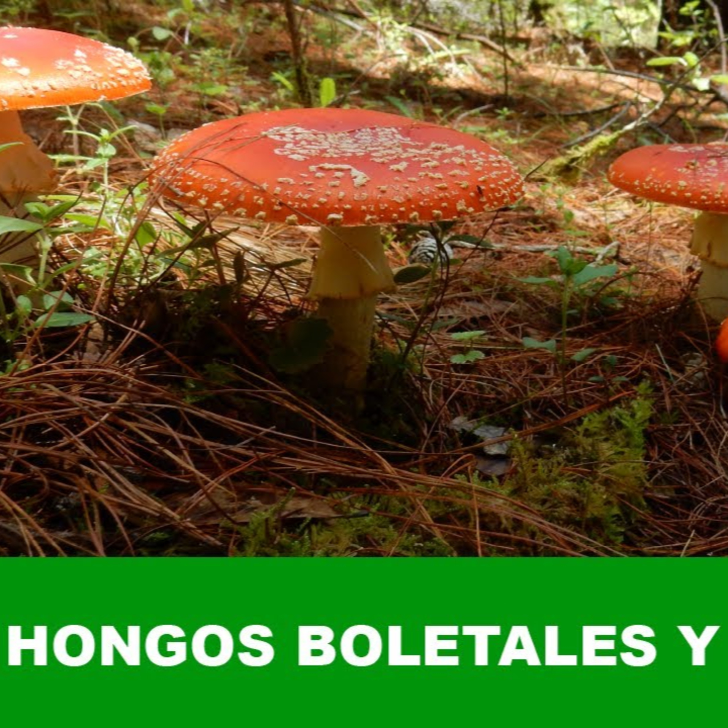 Tipos de hongos comestibles en Oaxaca México