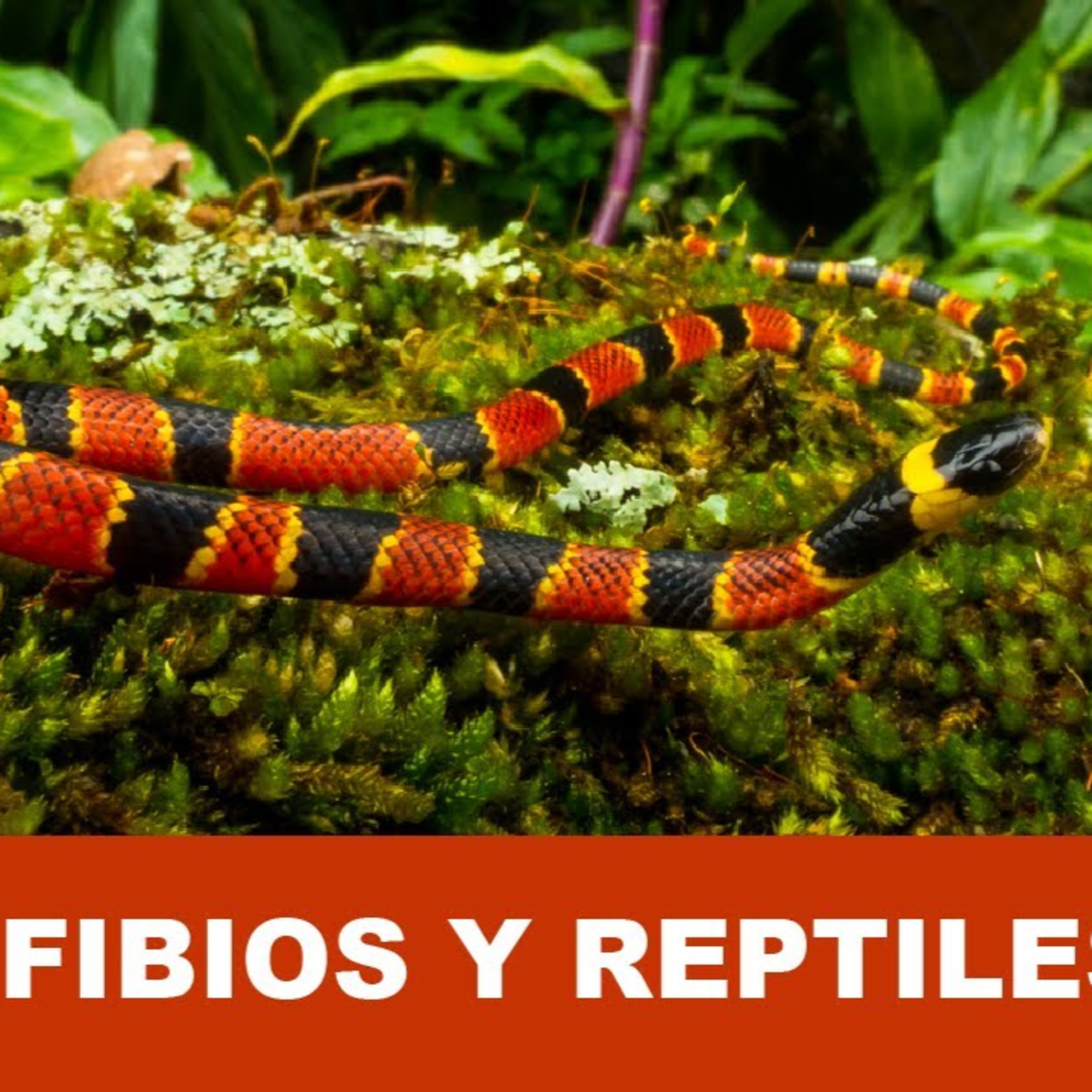 Anfibios y reptiles en la Sierra de Juárez, Oaxaca, México