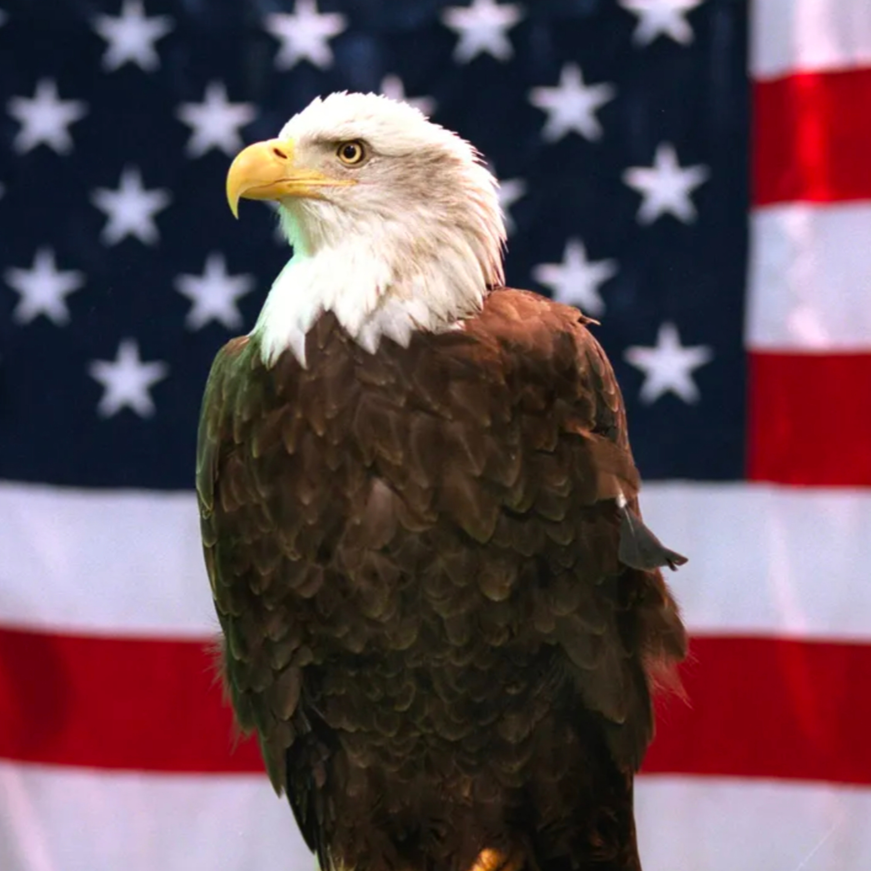 Buy High. Sell Low. Techaktien und Global.Stock.Flash