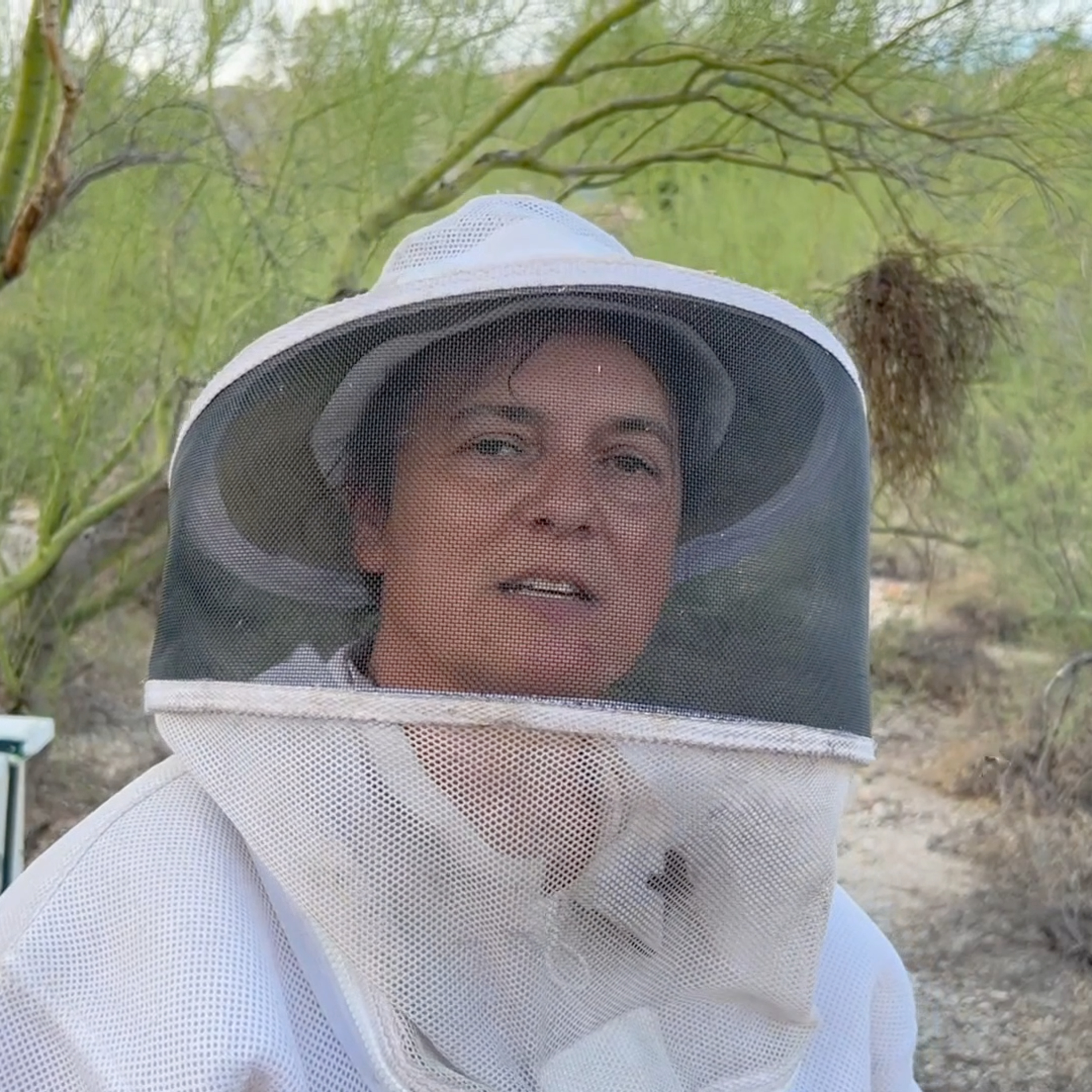 Arizona Bees