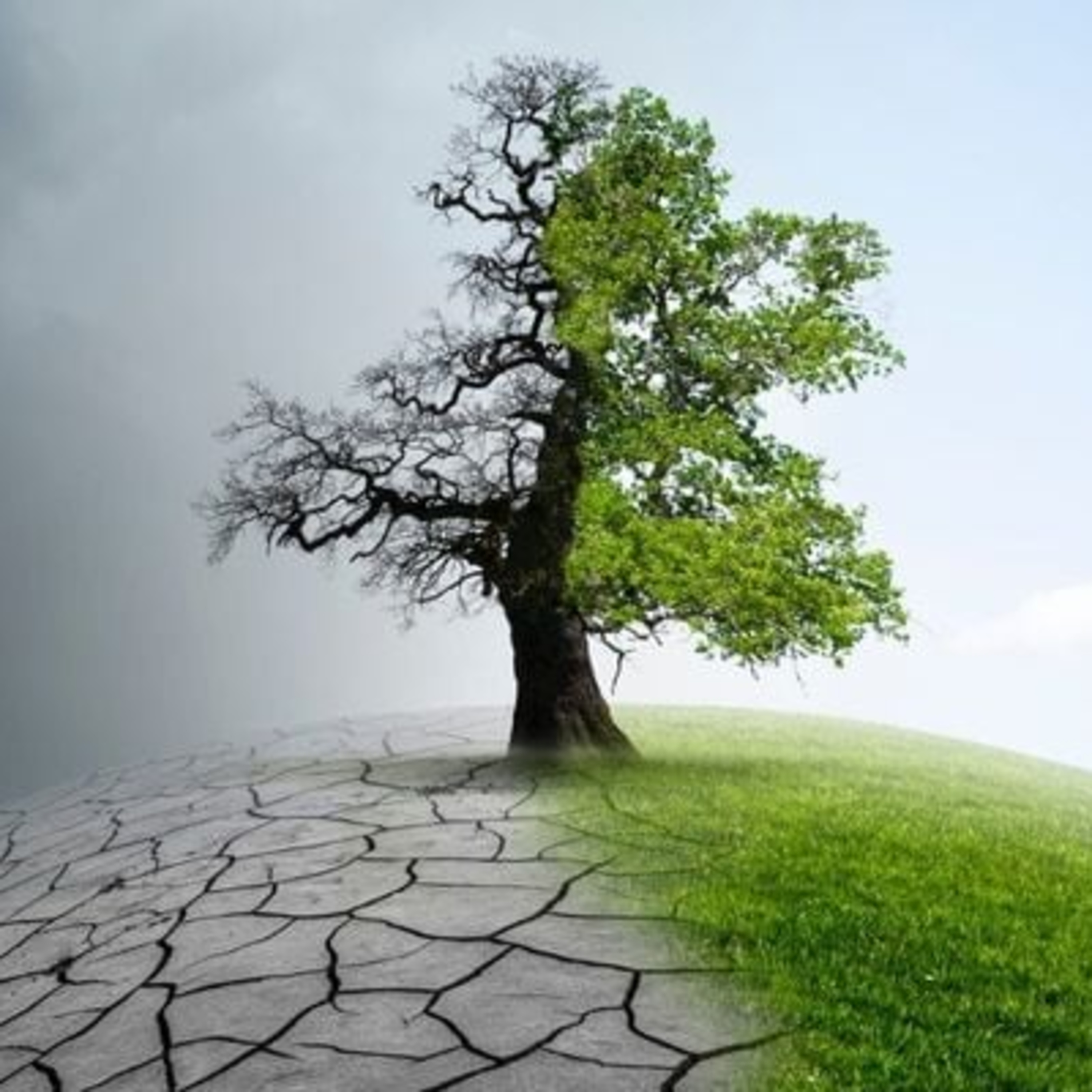 Governos, empresas e sociedade civil como atores centrais das questões climáticas