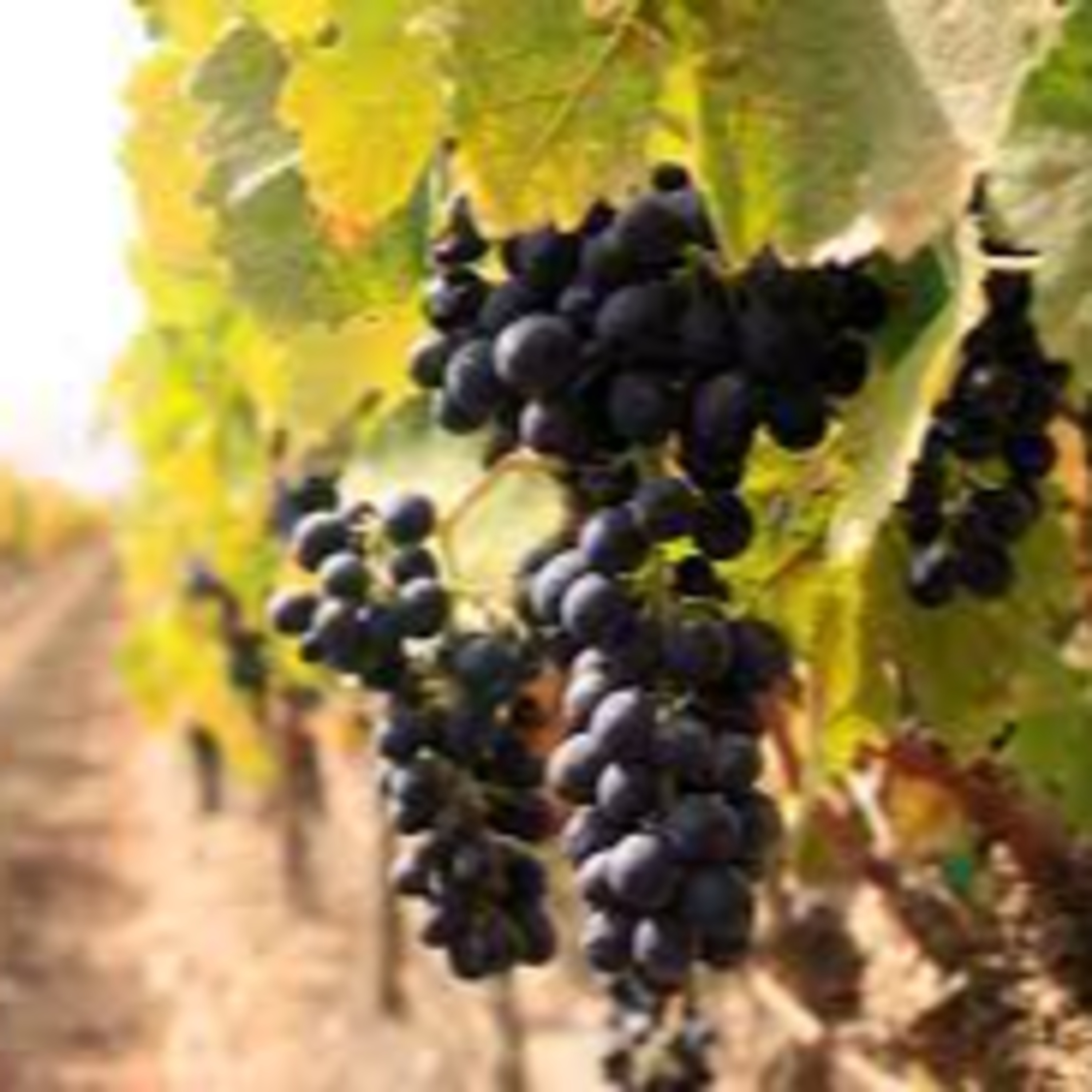 God's Vineyard and Fig Tree episode artwork