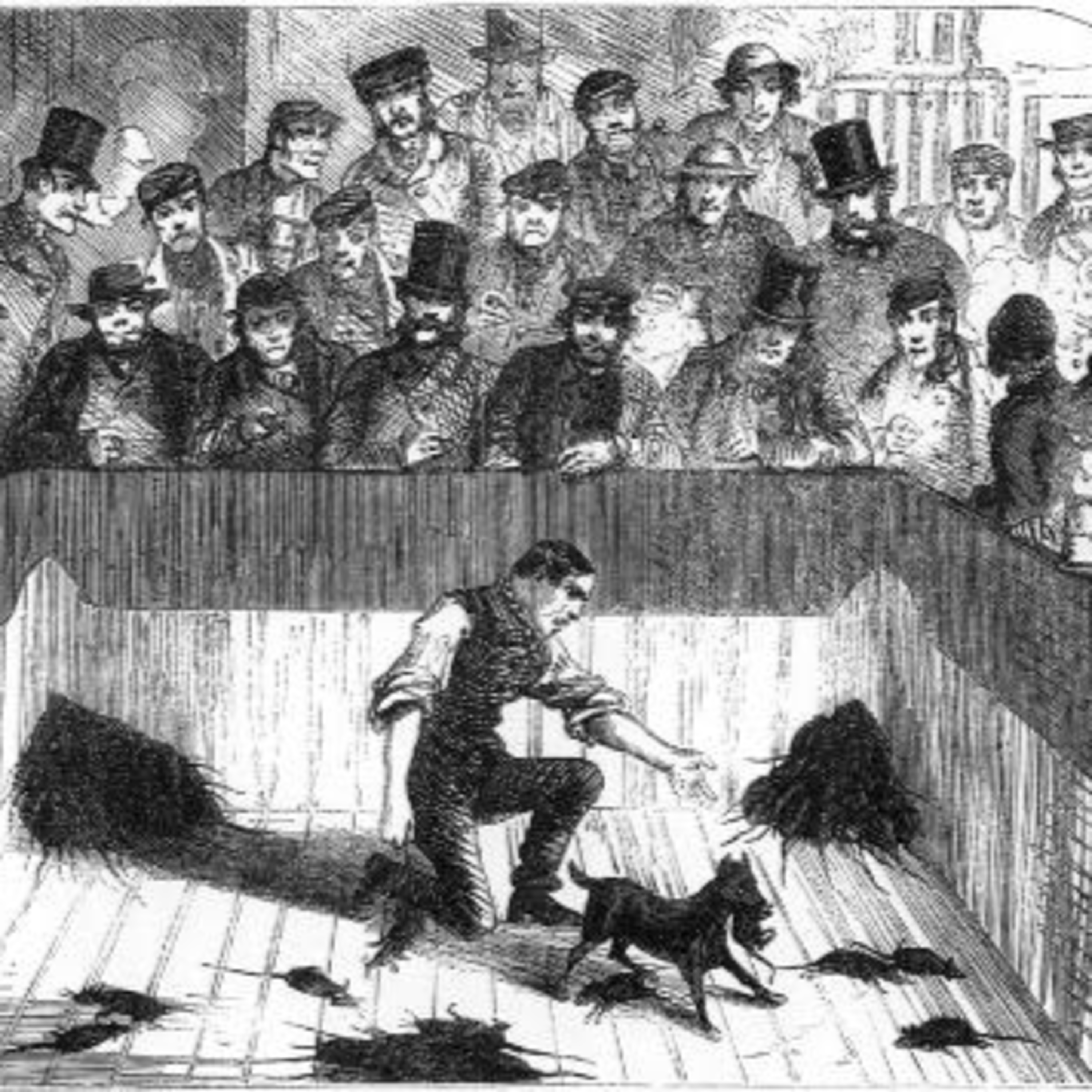 The Economics of Rat-Catching in the 1800s episode artwork