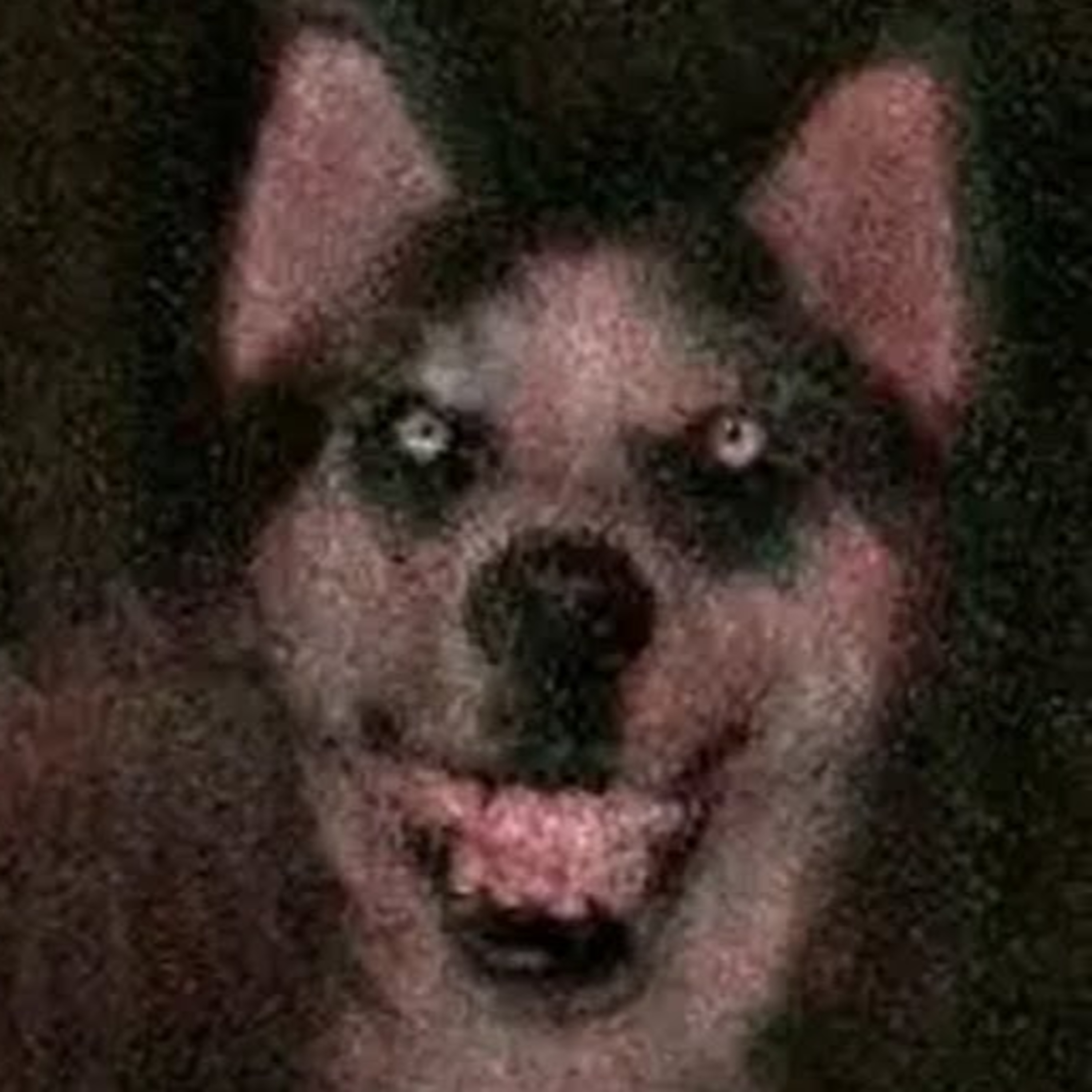 Smile Dog | Scary Stories