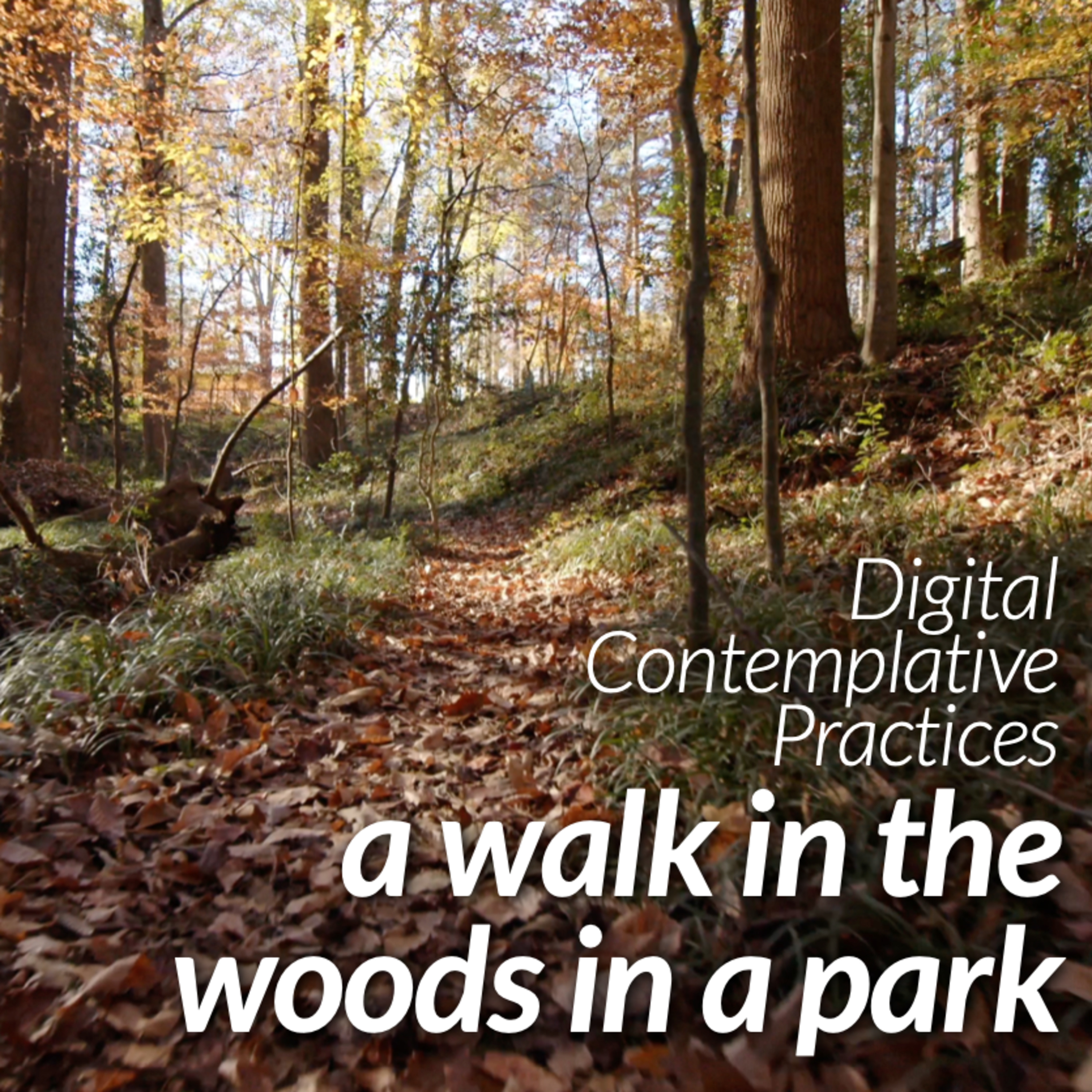 Digital Contemplative Practice: "a Walk in Woods in a Park" // (Advent 3) episode artwork