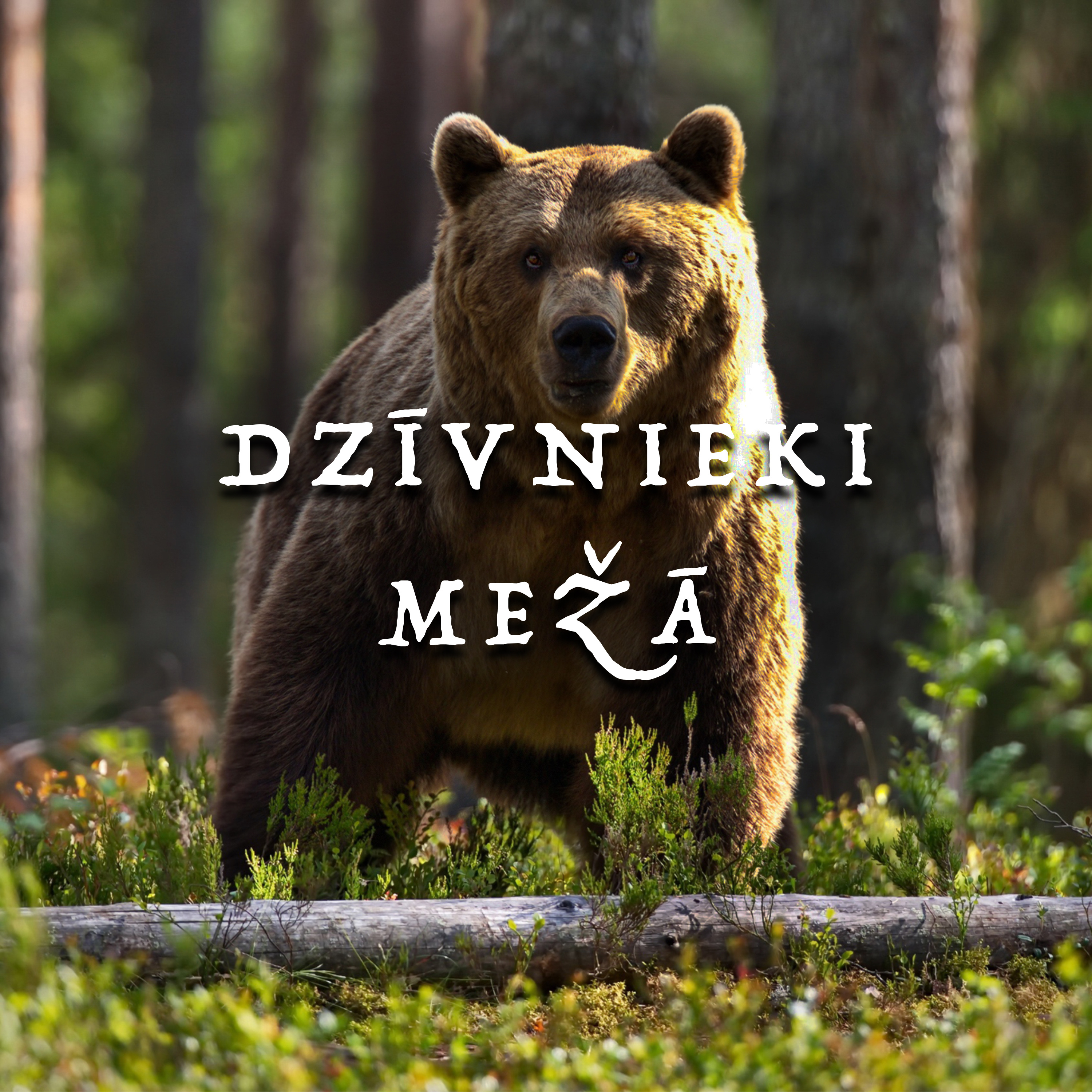 E07 - Dzīvnieki mežā kopā ar Kristeru Lūkinu episode artwork