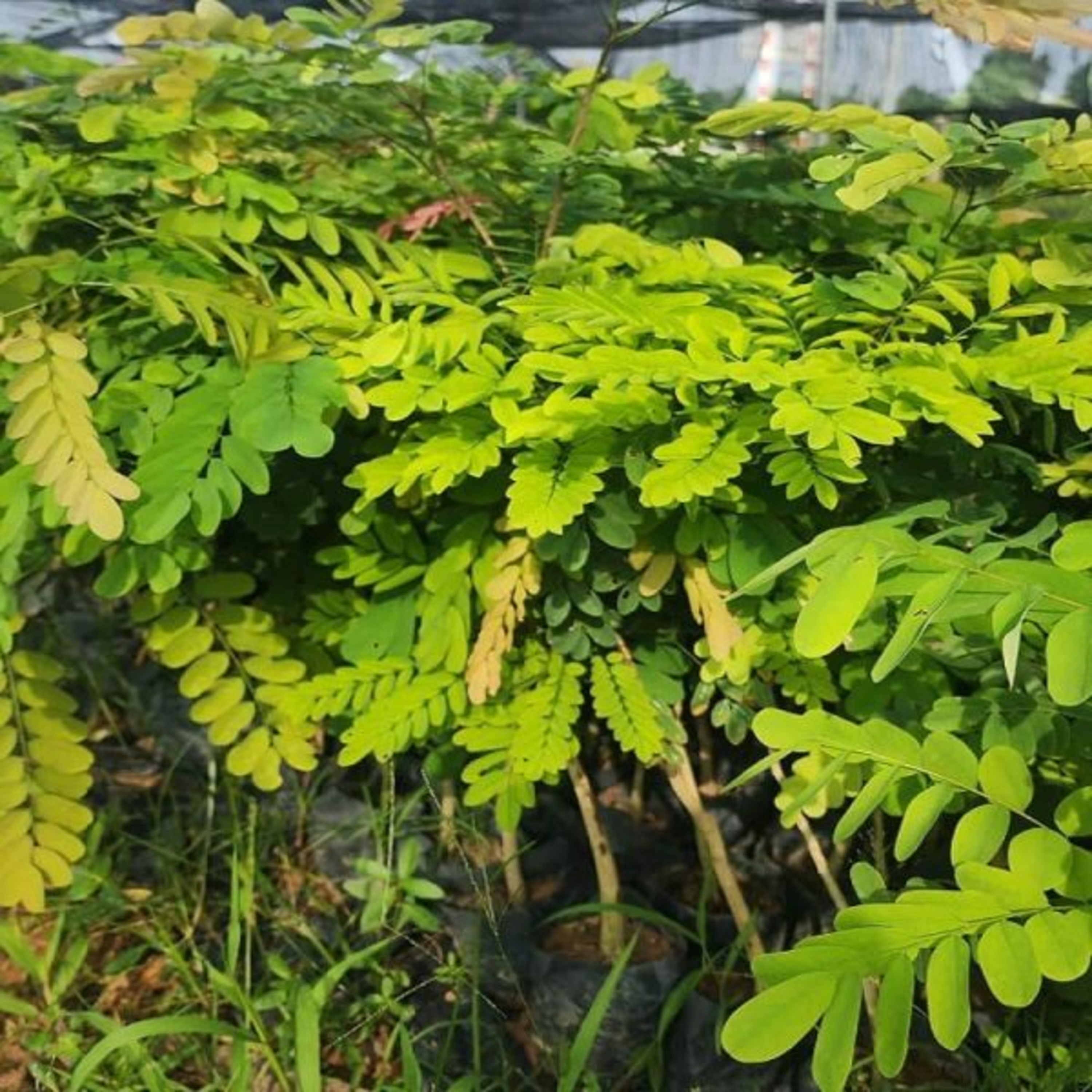 Vườn Mặt Trời