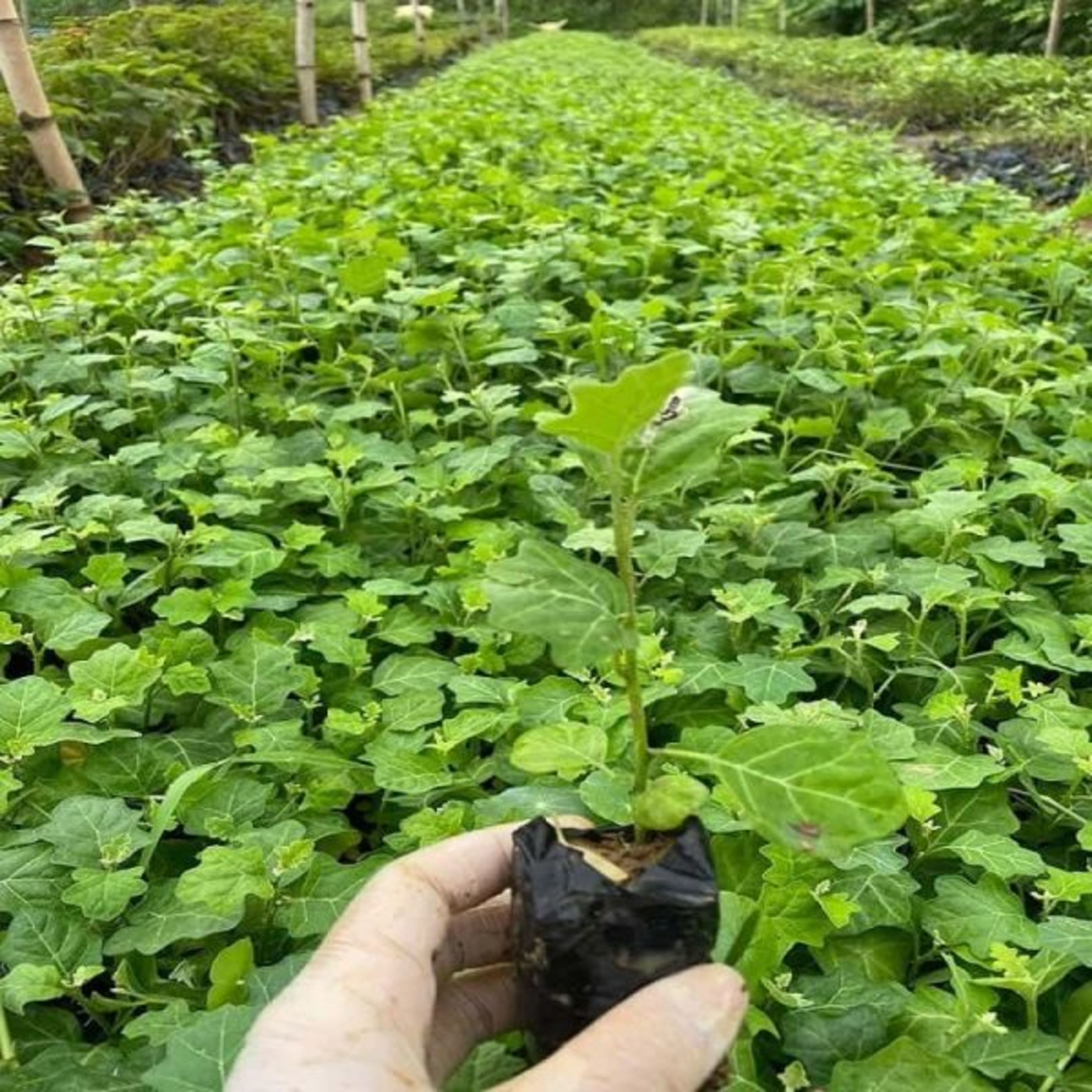 Vườn Mặt Trời