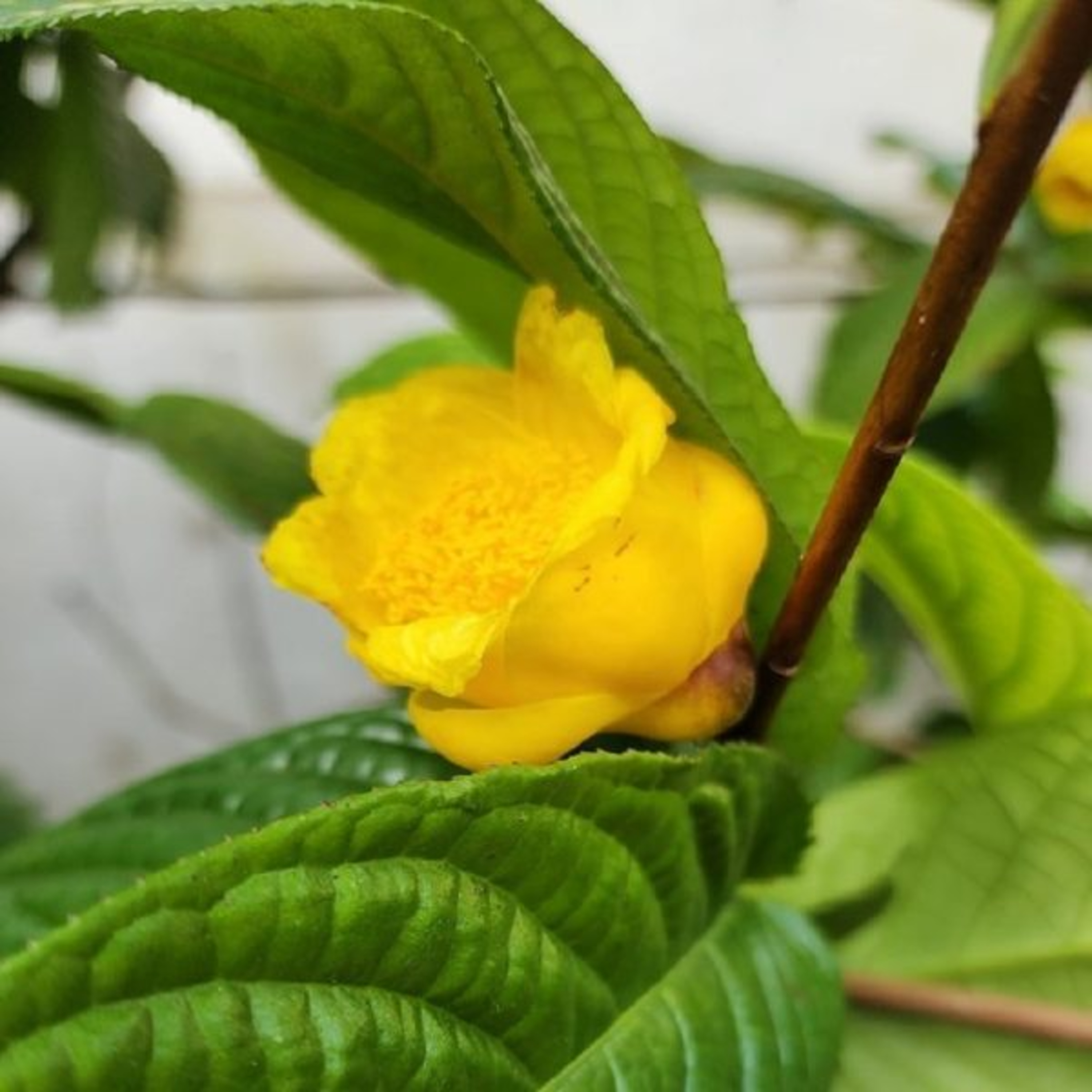 Vườn Mặt Trời