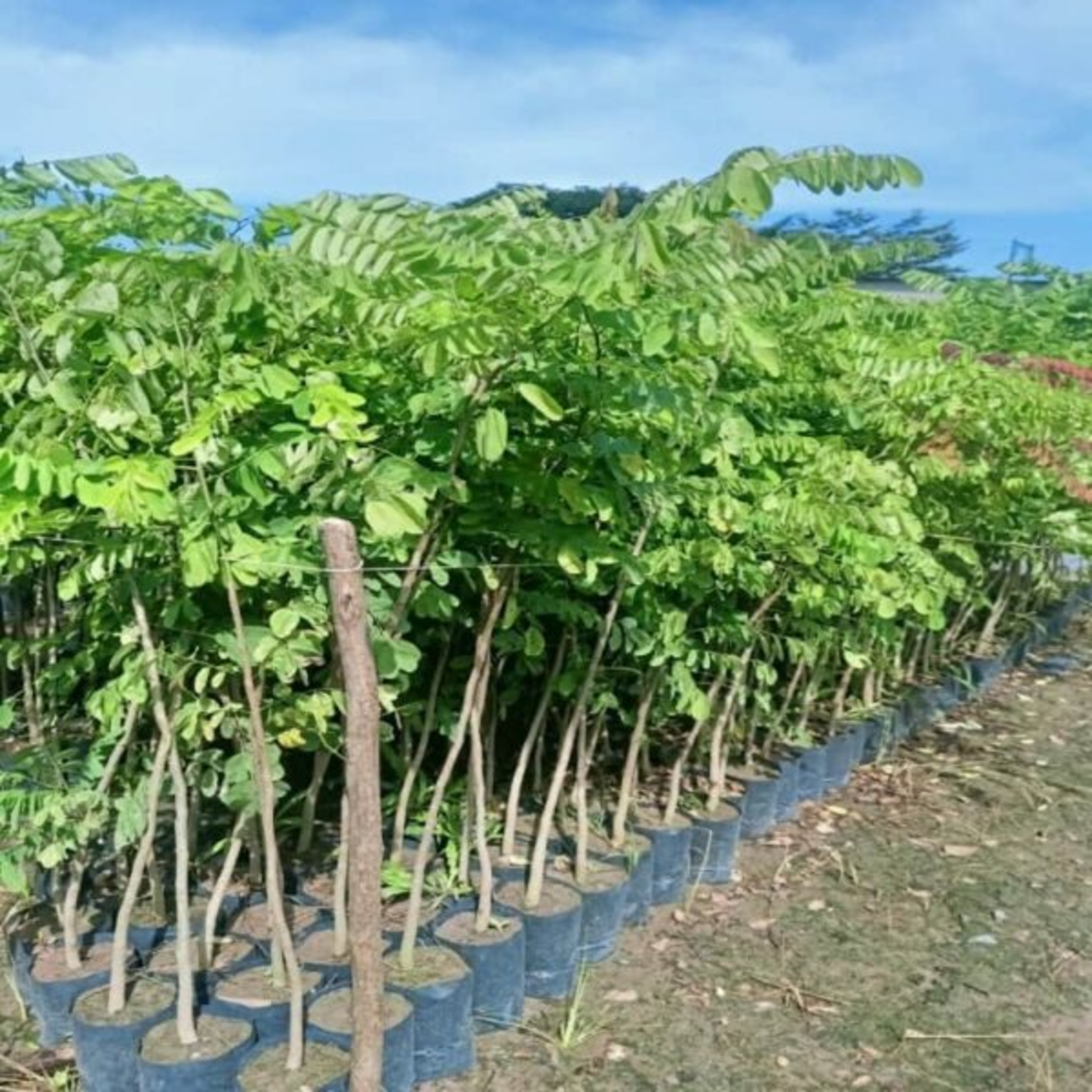 Vườn Mặt Trời