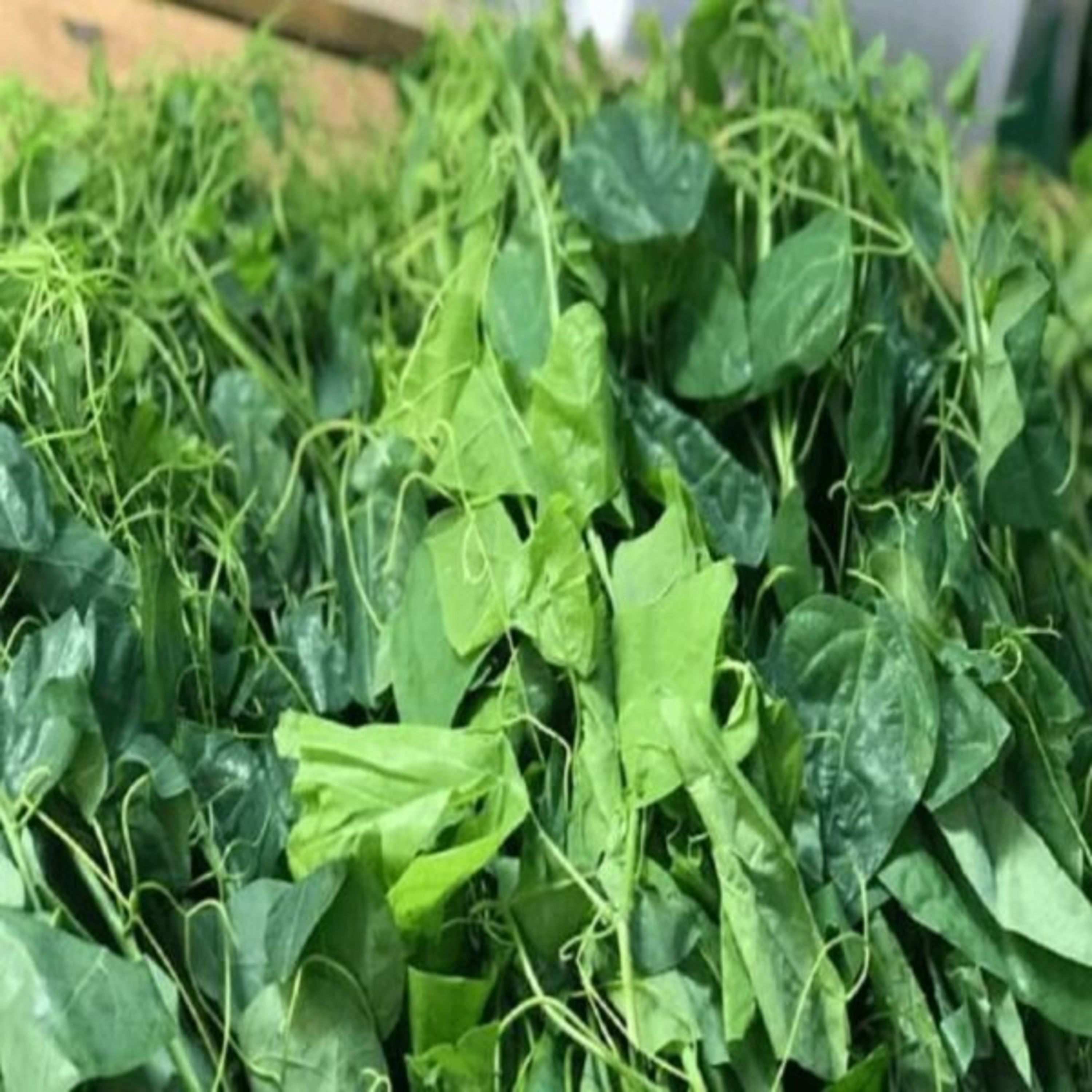 Vườn Mặt Trời