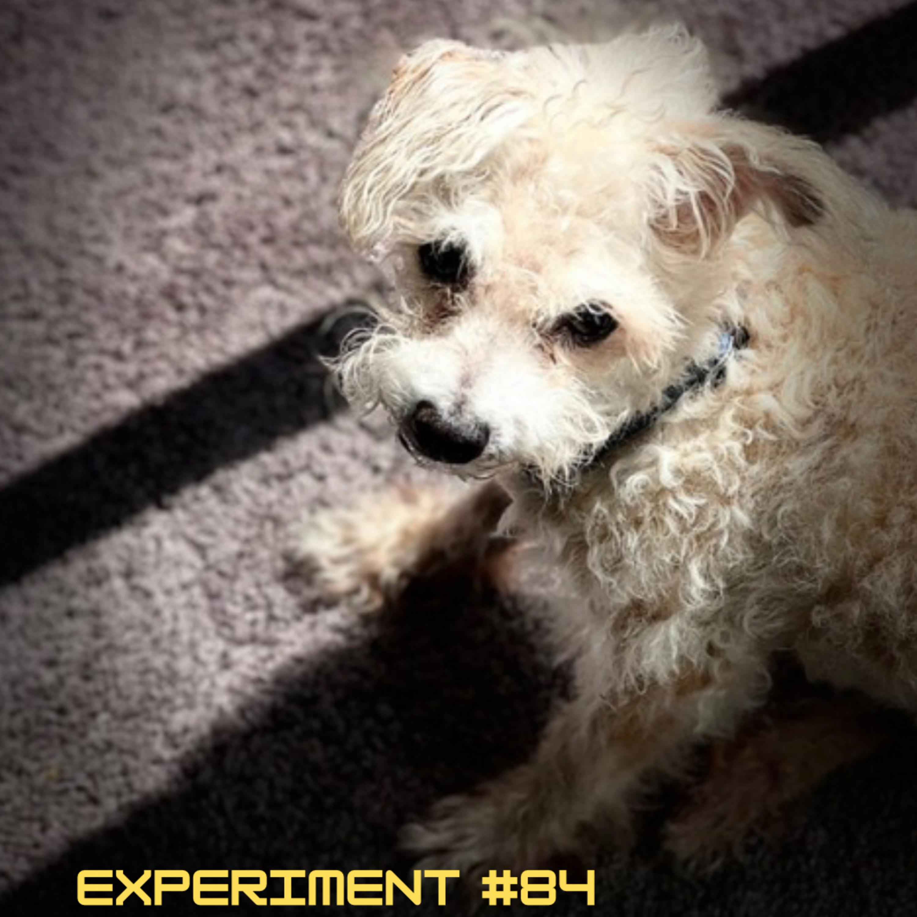 ICEPOD // Independent.Comedy.Experiment