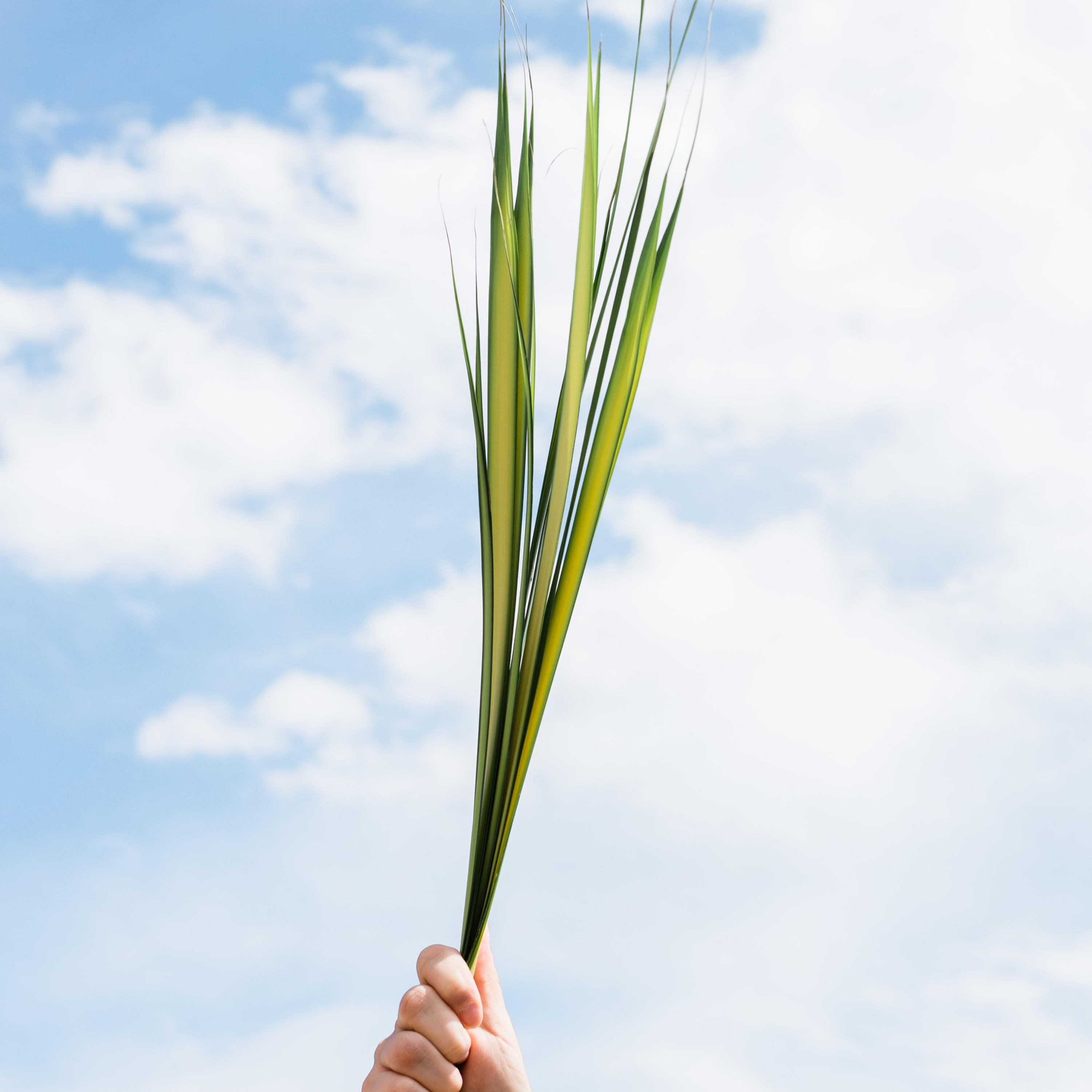 Palm Sunday episode artwork