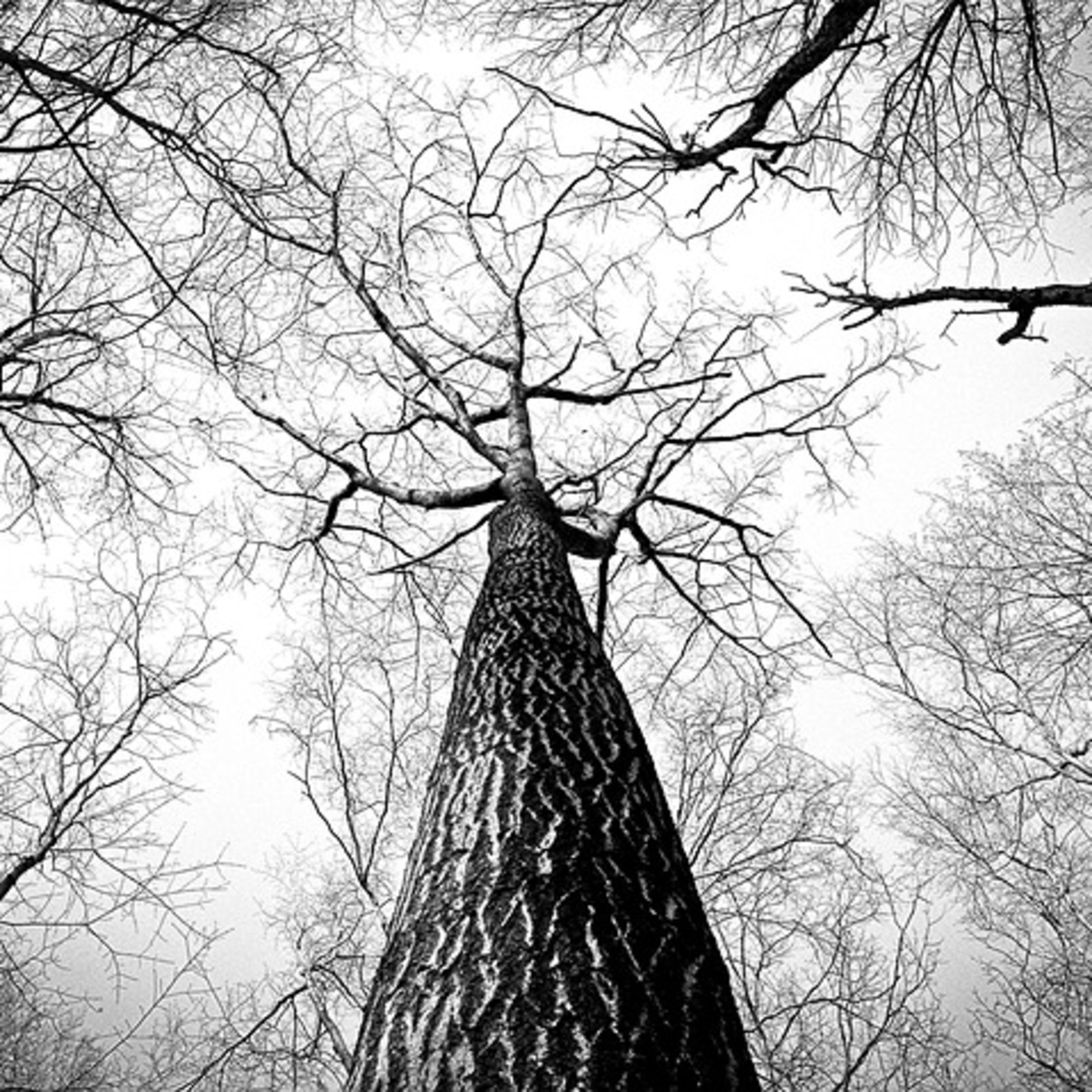Zacchaeus without the tree episode artwork
