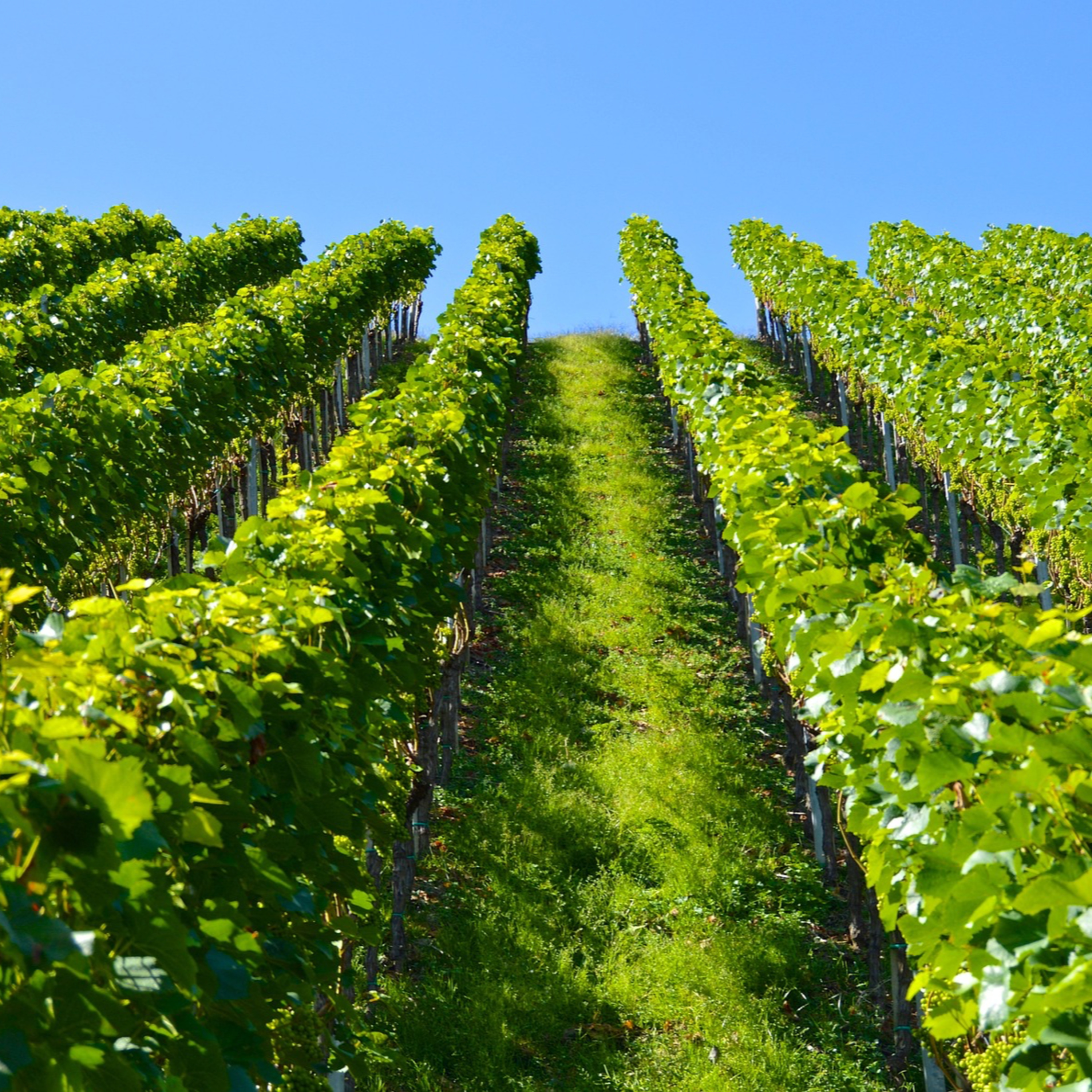Workers in the vineyard episode artwork