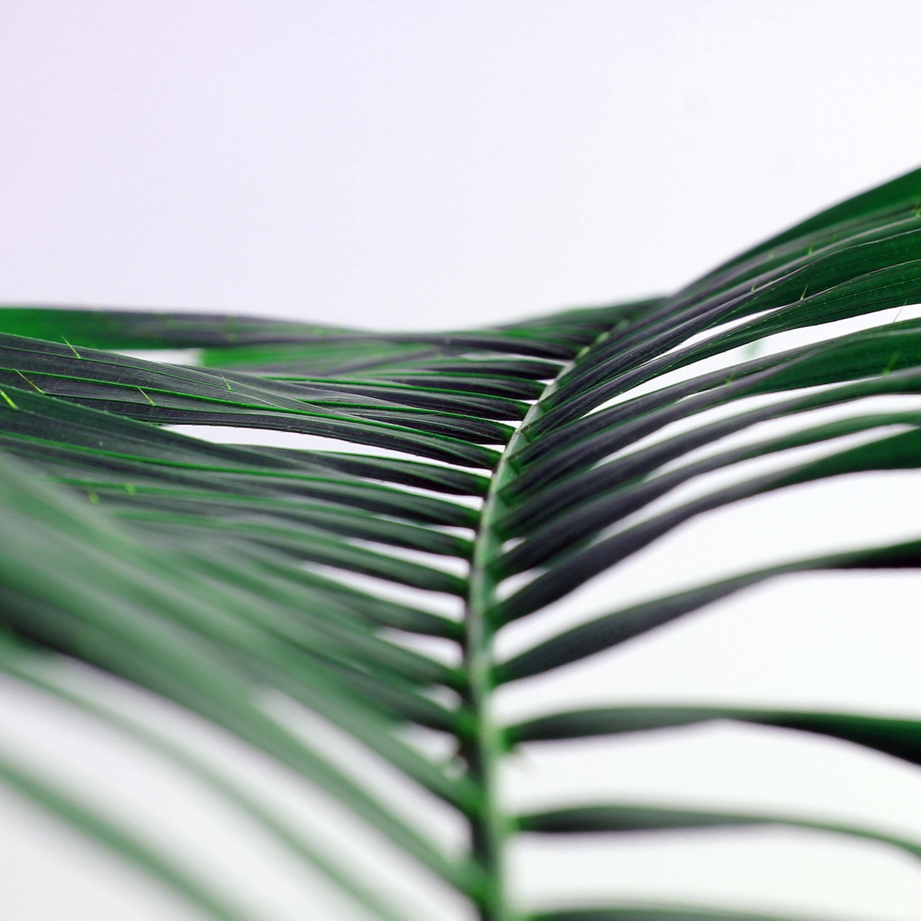Palm Sunday 2025 episode artwork