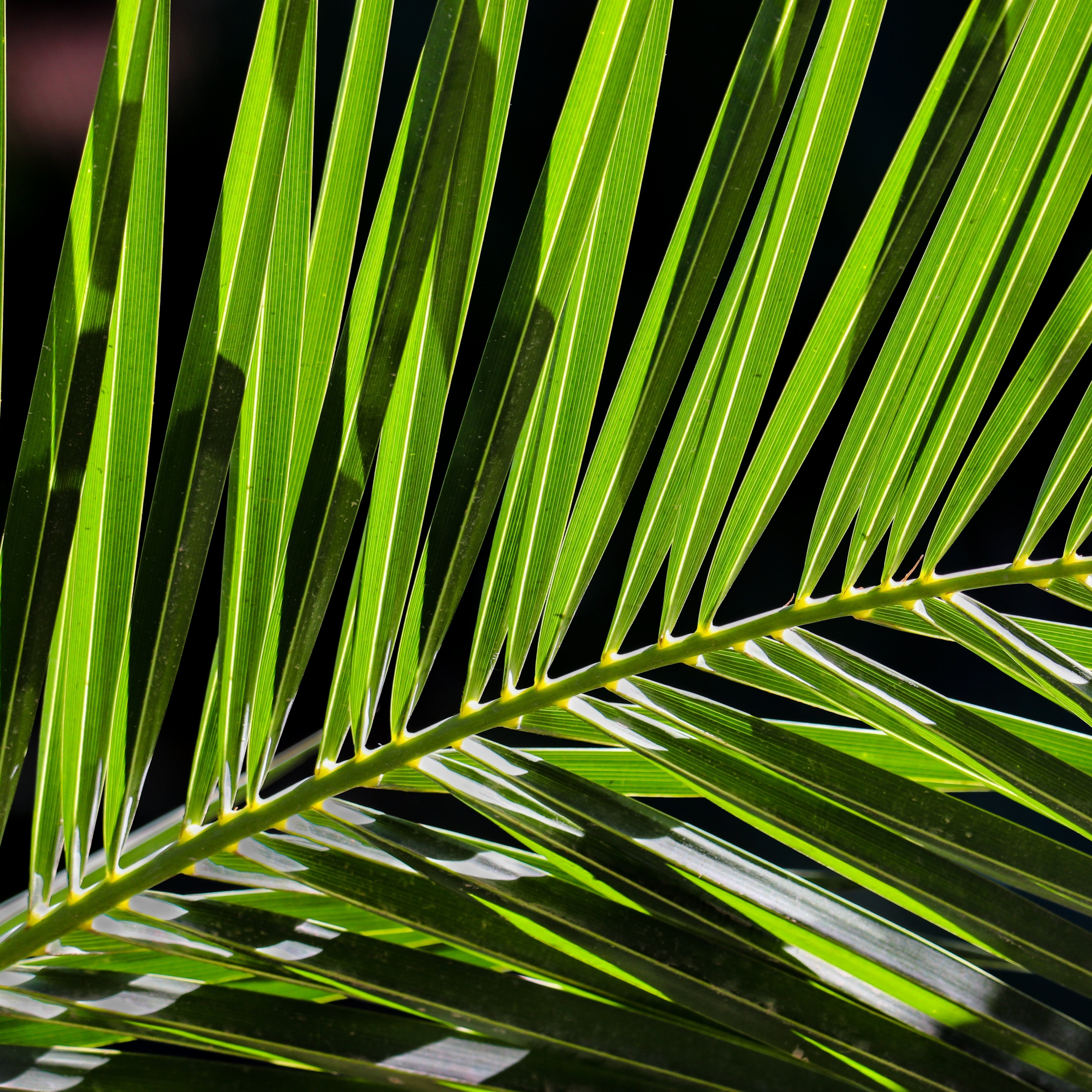 Palm Sunday episode artwork