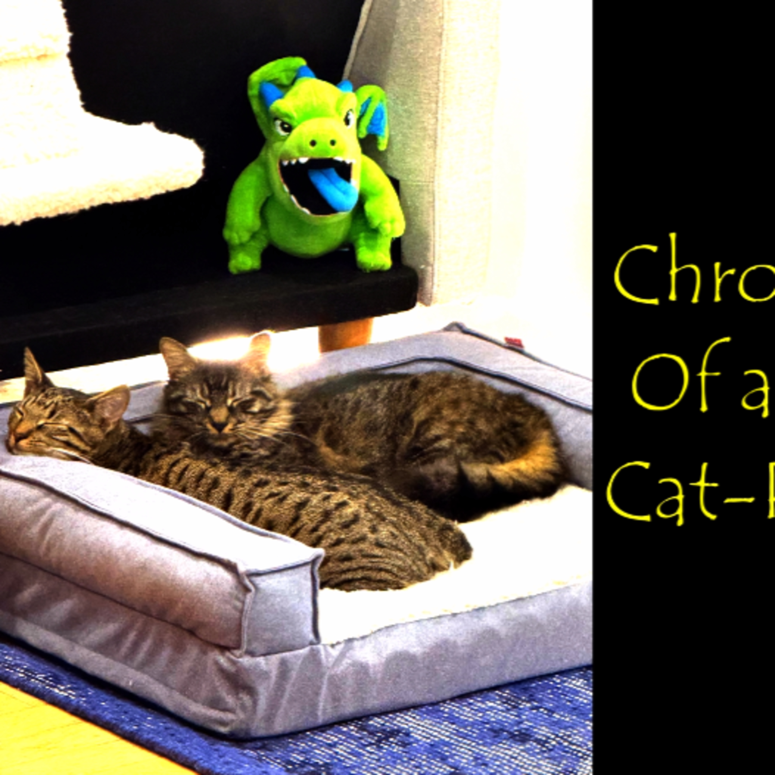 "Kitty Talk: The Chronicles of a New Cat-Parent"