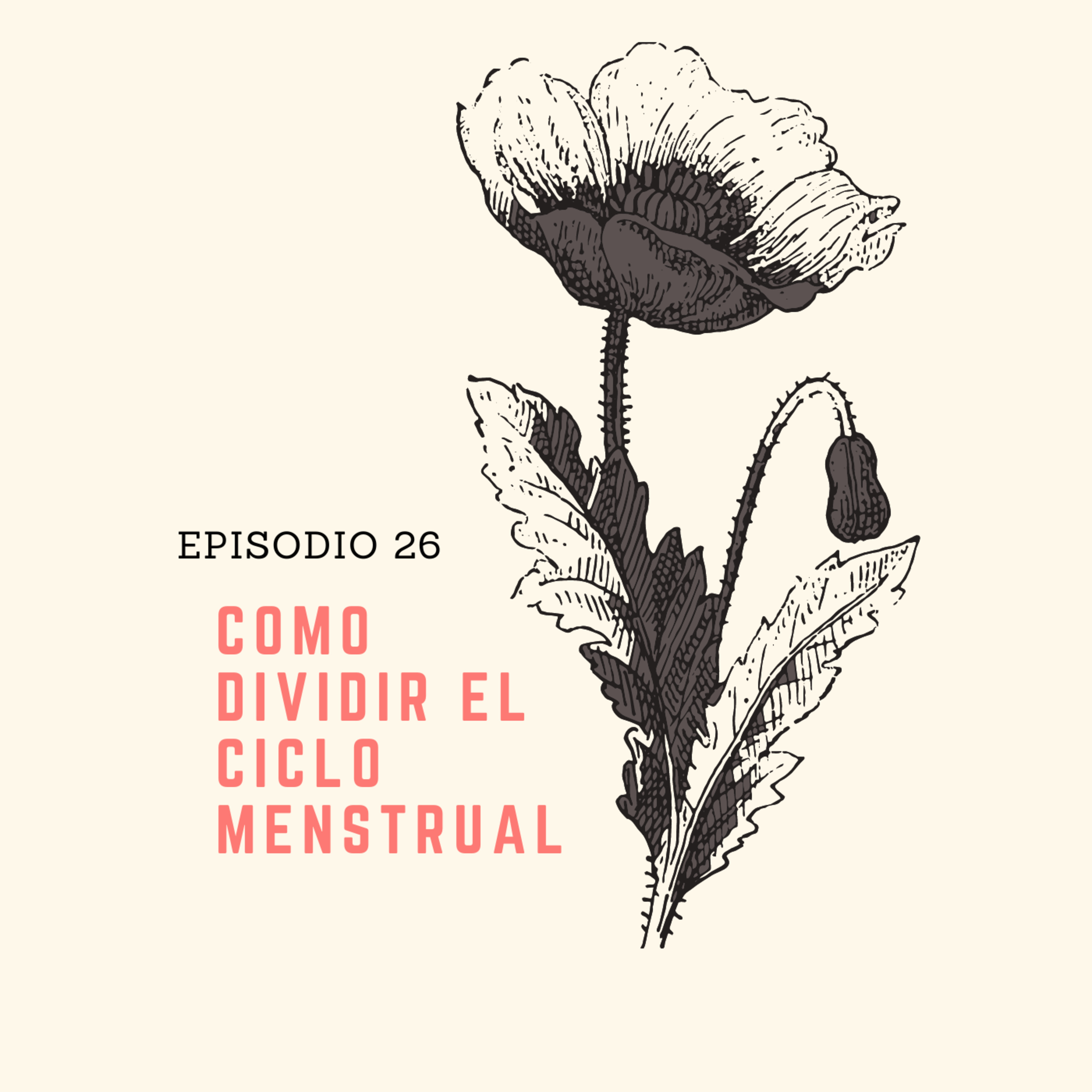 26 Cómo dividir el ciclo menstrual