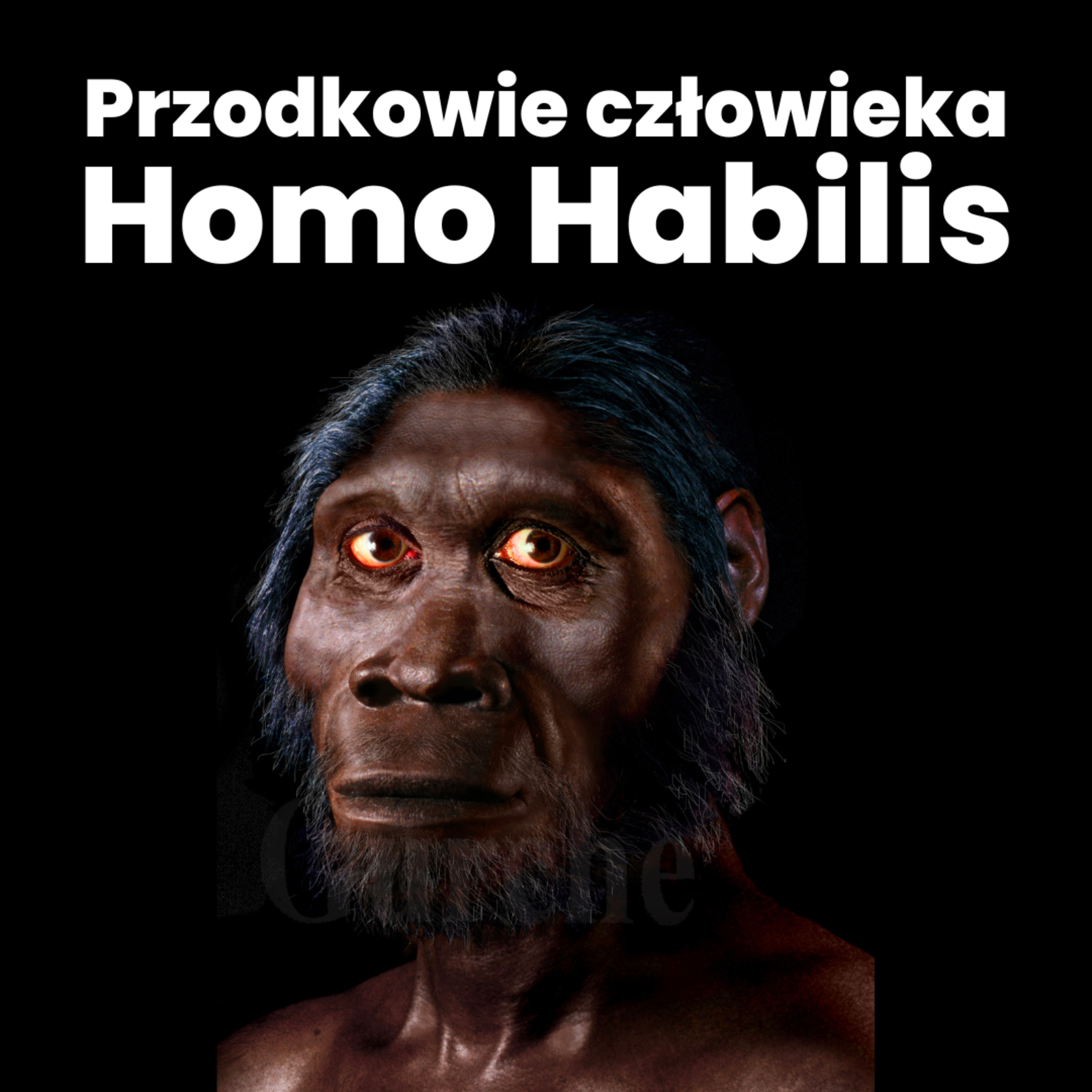 Początki człowieka: Homo Habilis