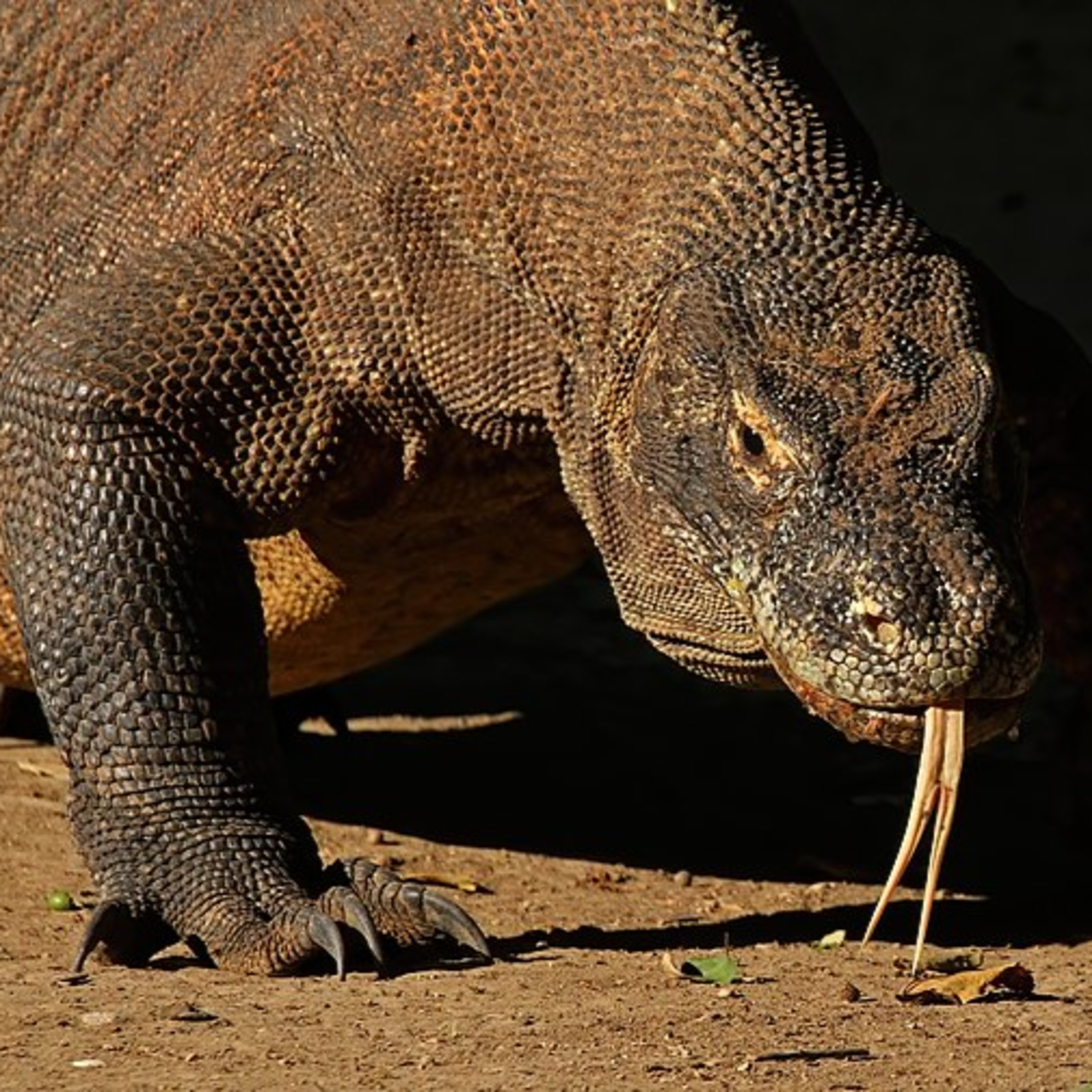2. Komodo Dragon & Nana and the Crocodile (1953's Peter Pan) episode artwork
