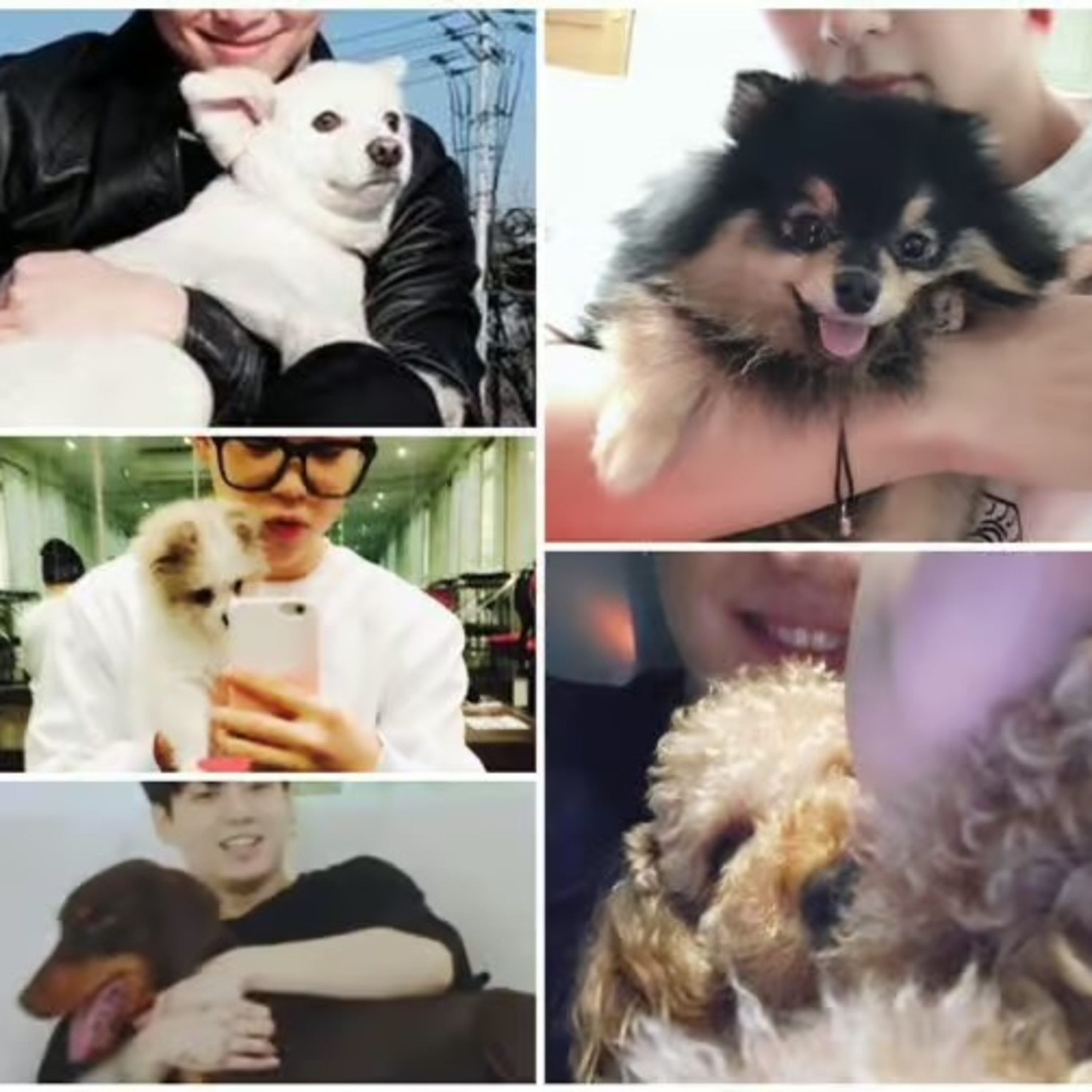 BTS Pets & Information about the BTS pets article Kprofile.com today