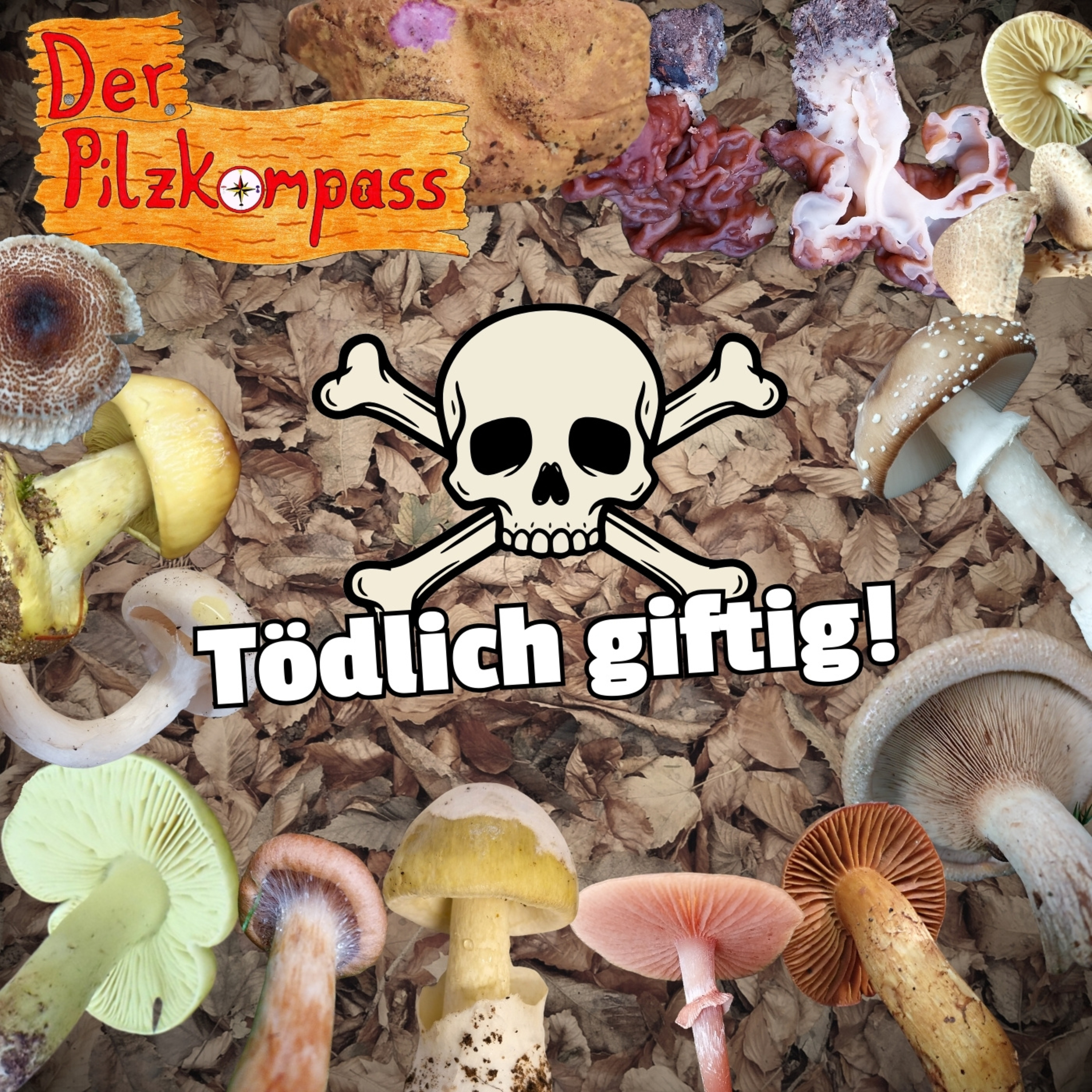 54 Knollenblätterpilze & Co. - Tödliche Giftpilze Deutschlands im Kreuzverhör episode artwork