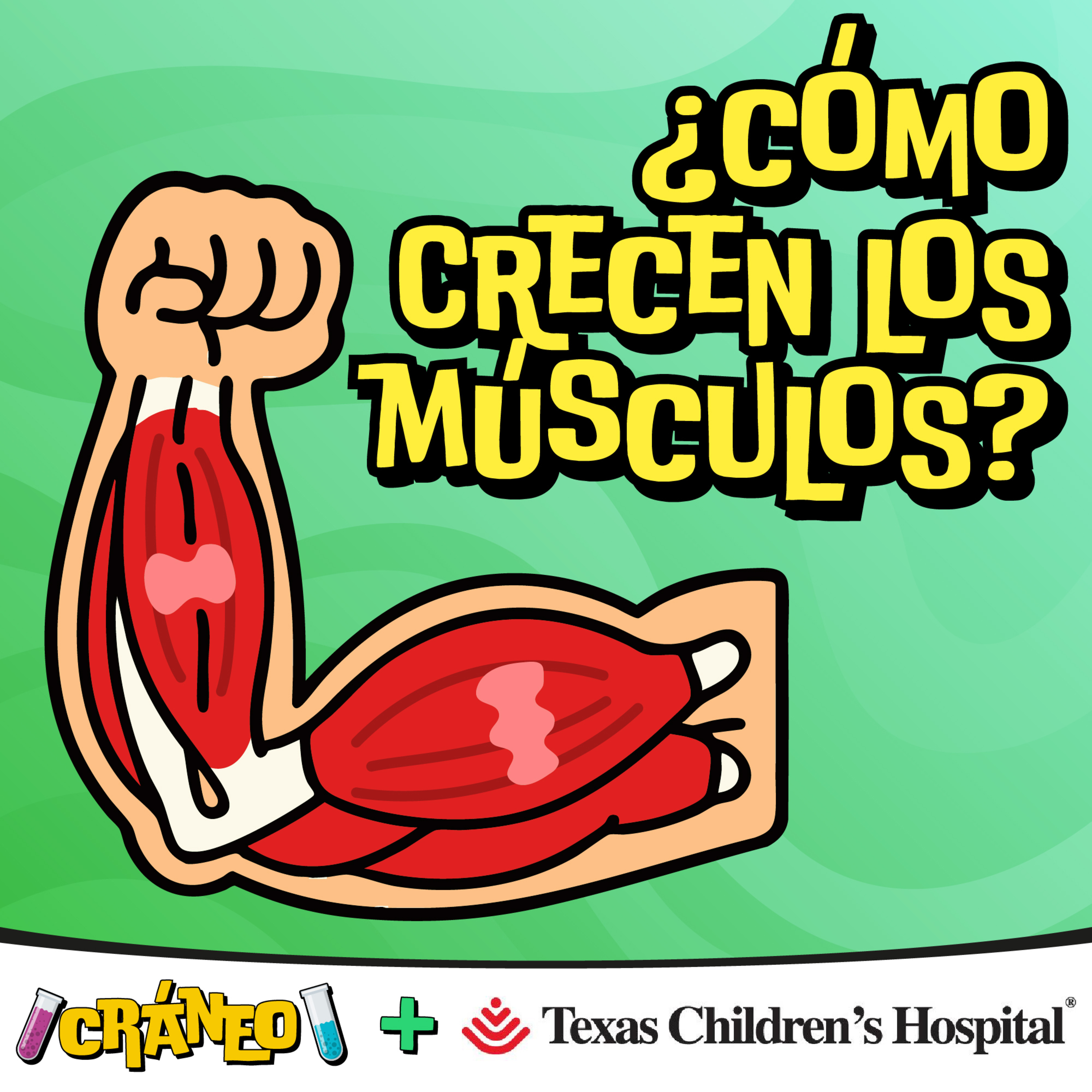 ¿Cómo crecen los músculos?
