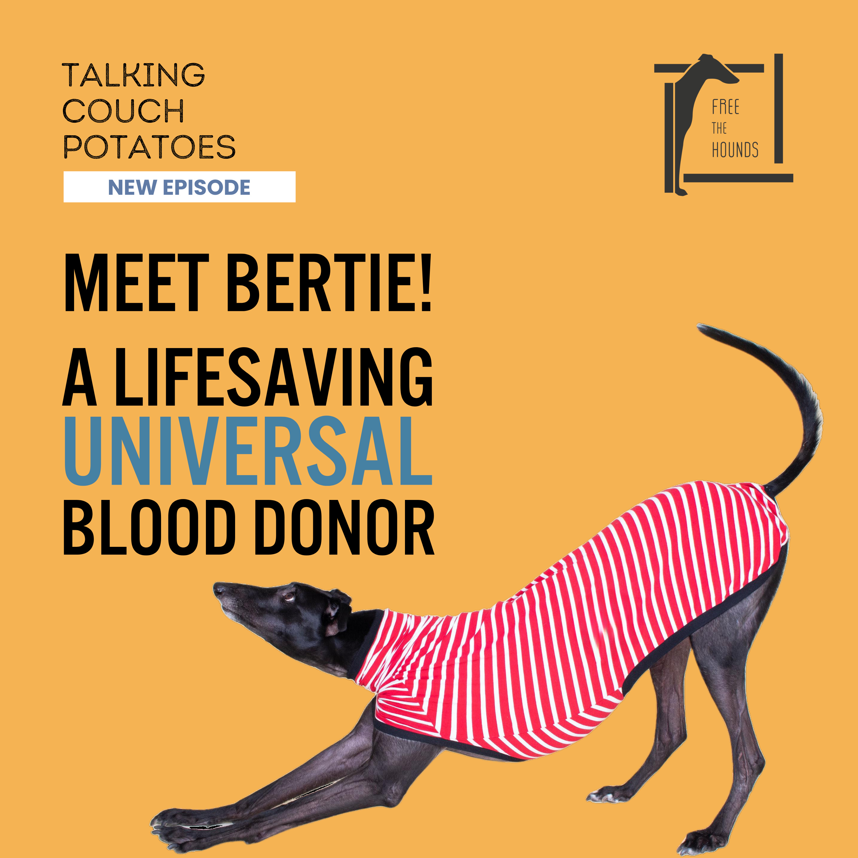 EP15: Meet Bertie! A Lifesaving Universal Blood Donor episode artwork