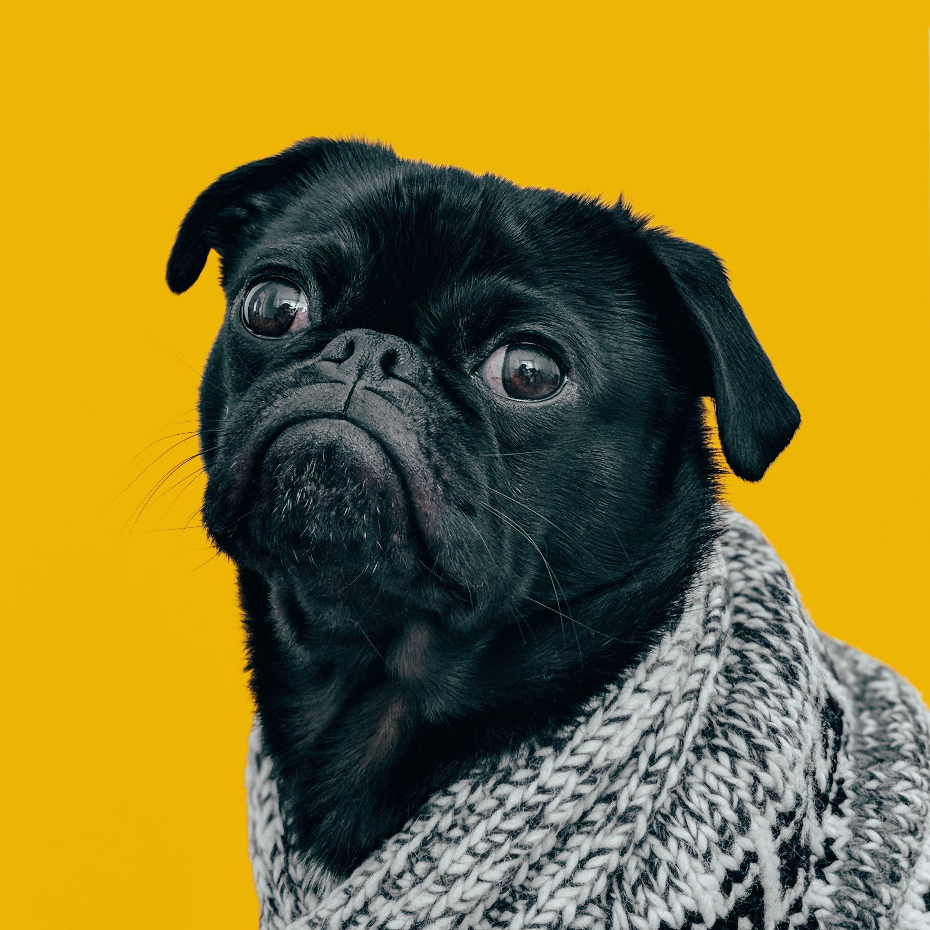 My Honest Opinion On Dogs