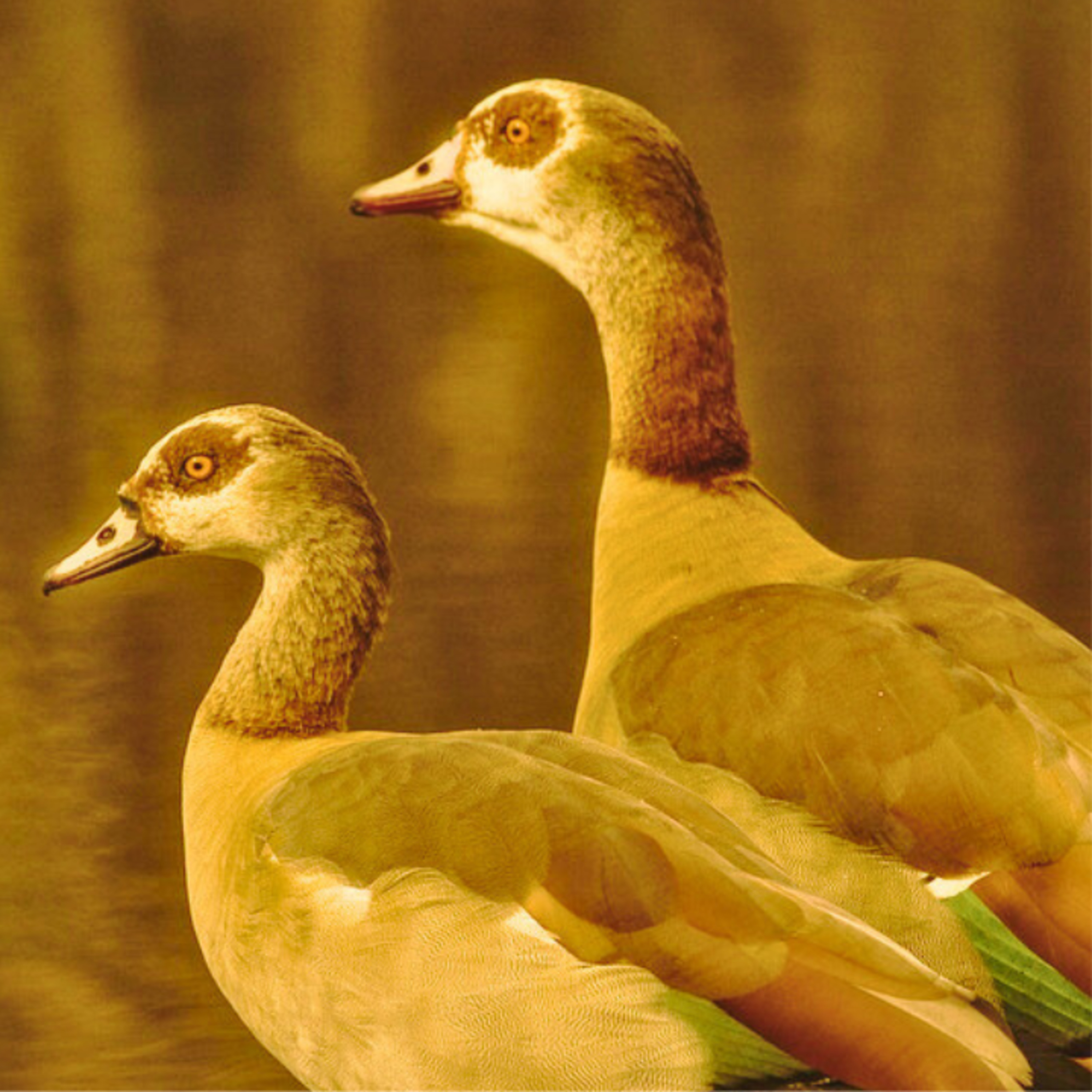The Golden Goose episode artwork